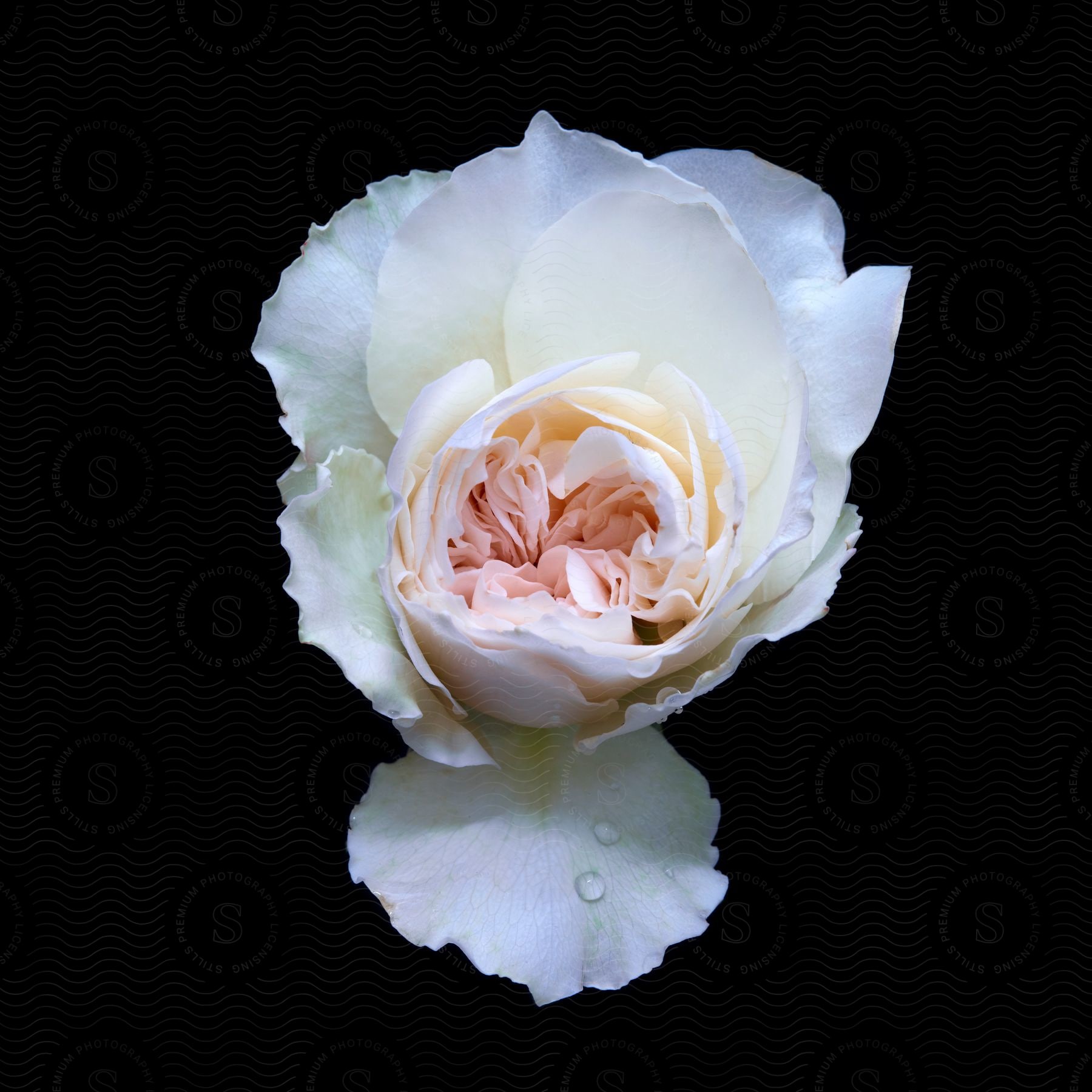 White petals of a pinkcentered flower with water droplets surrounded by darkness