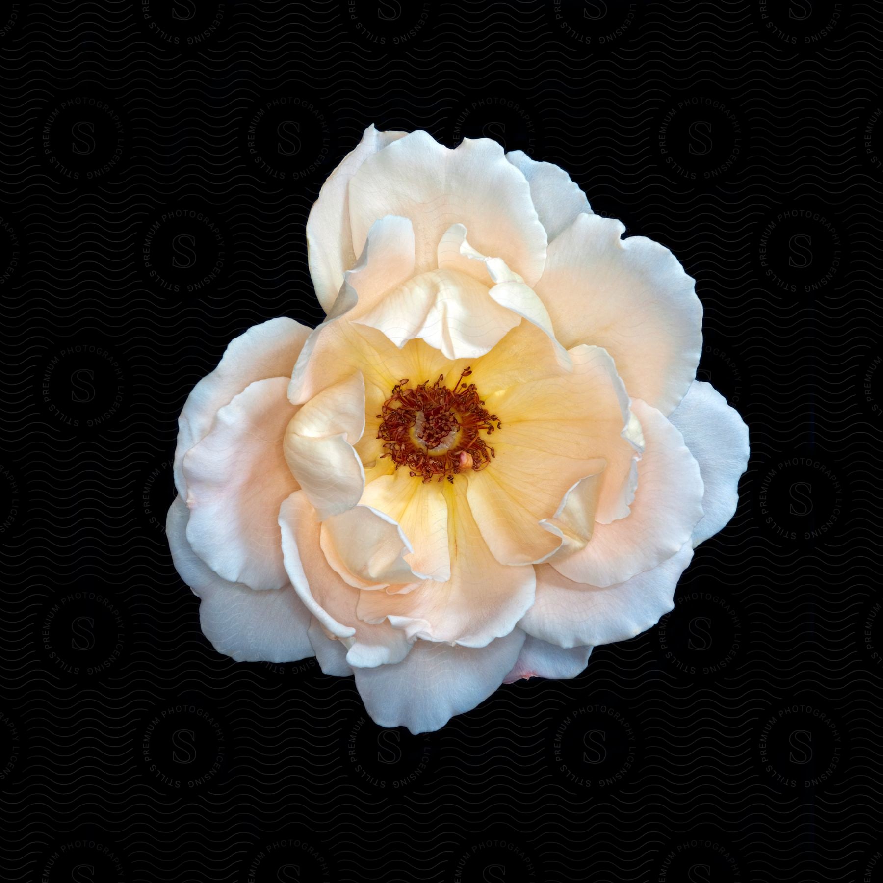 Close up of a bloomed white flower