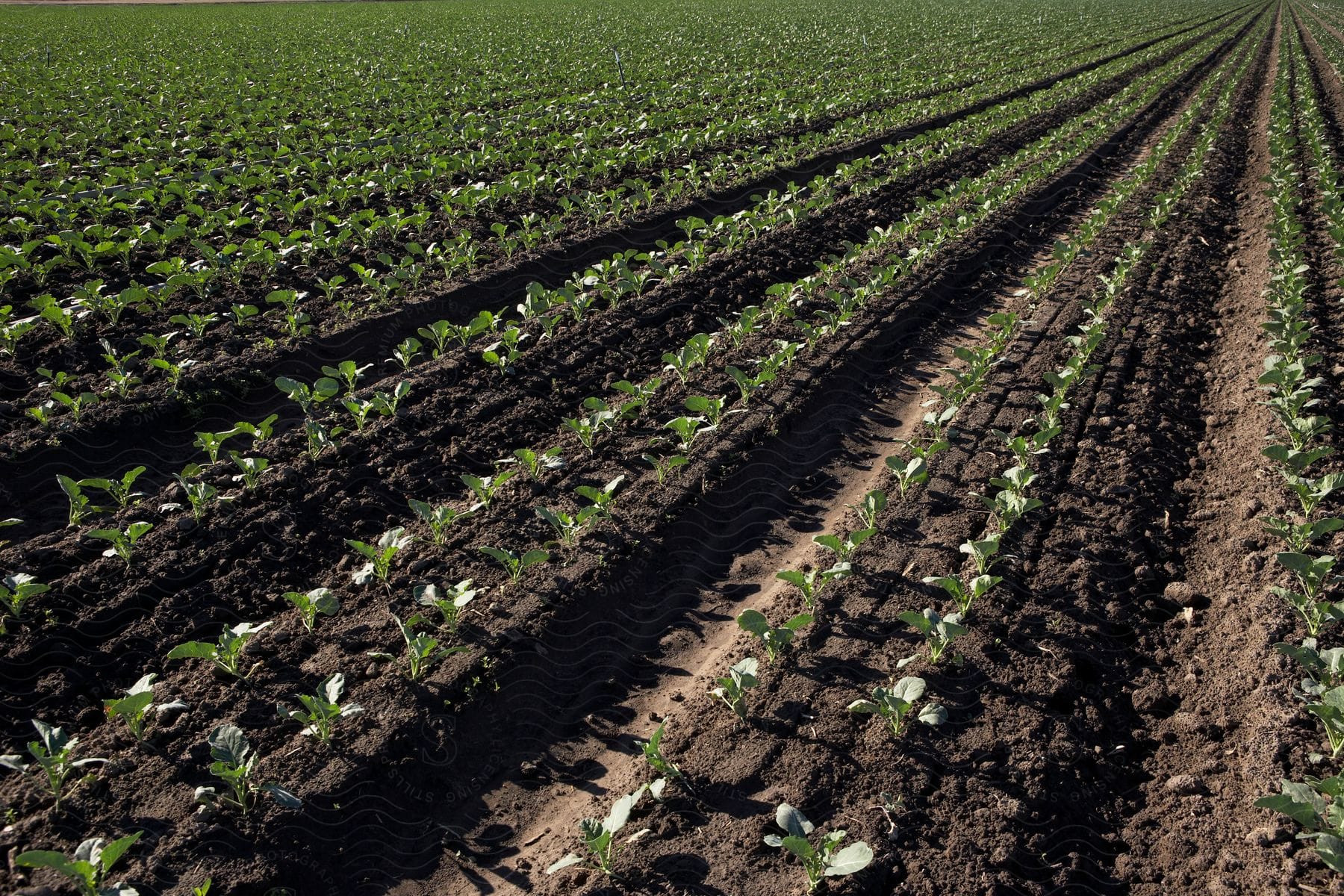 Field of plant farm rows in a rural scene