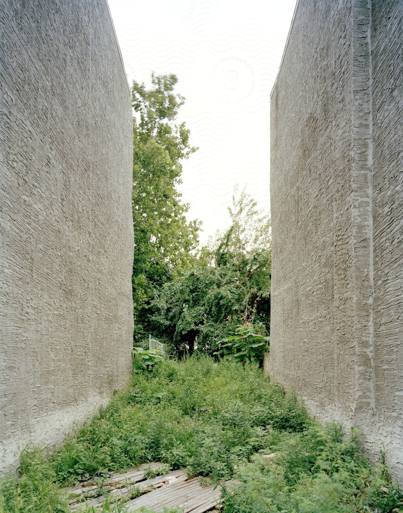 An overgrown alley between two buildings ending in trees