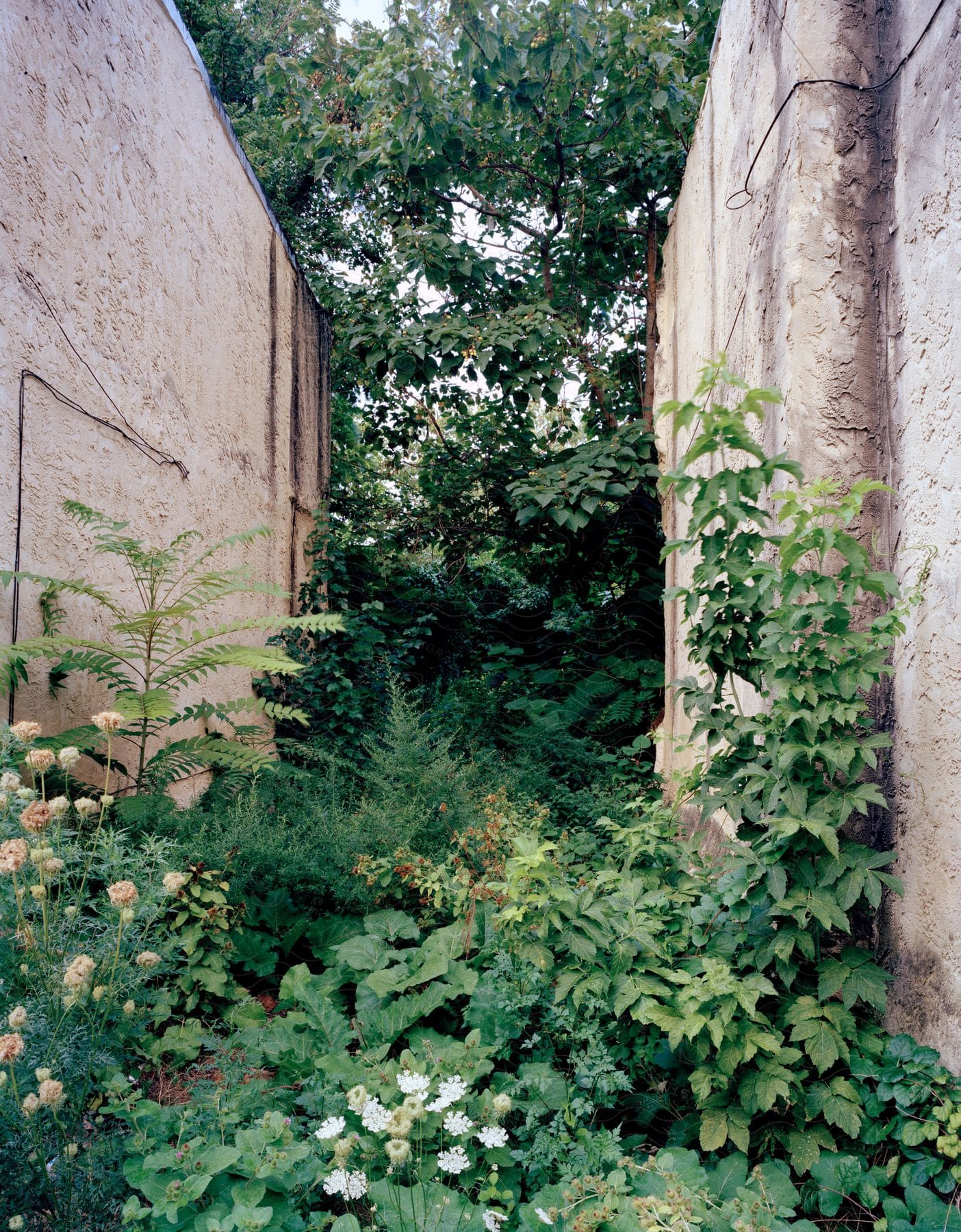 Flowers and vegetation growing wild between two tall concrete walls
