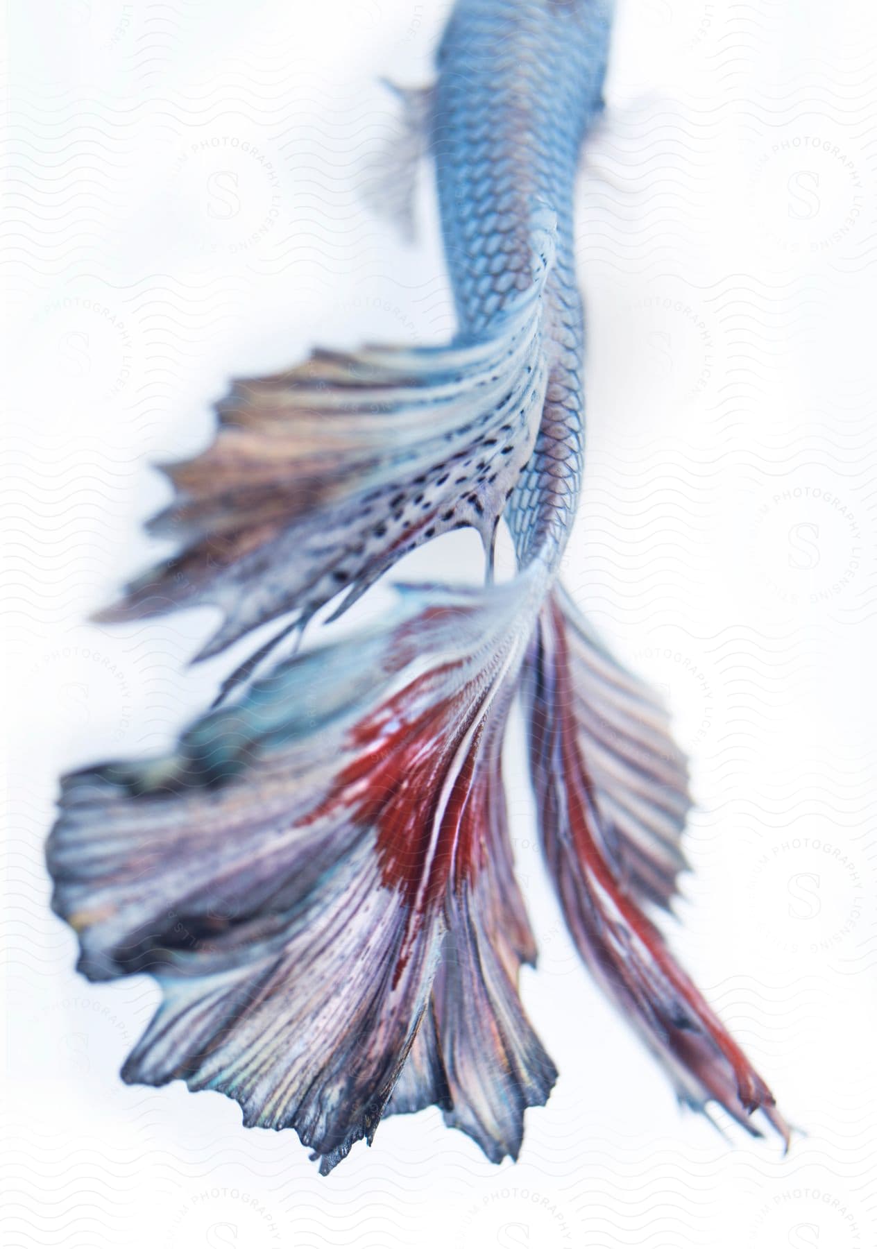 Close Up Of Siamese Fighting Fish Tail, Stock Image 50735