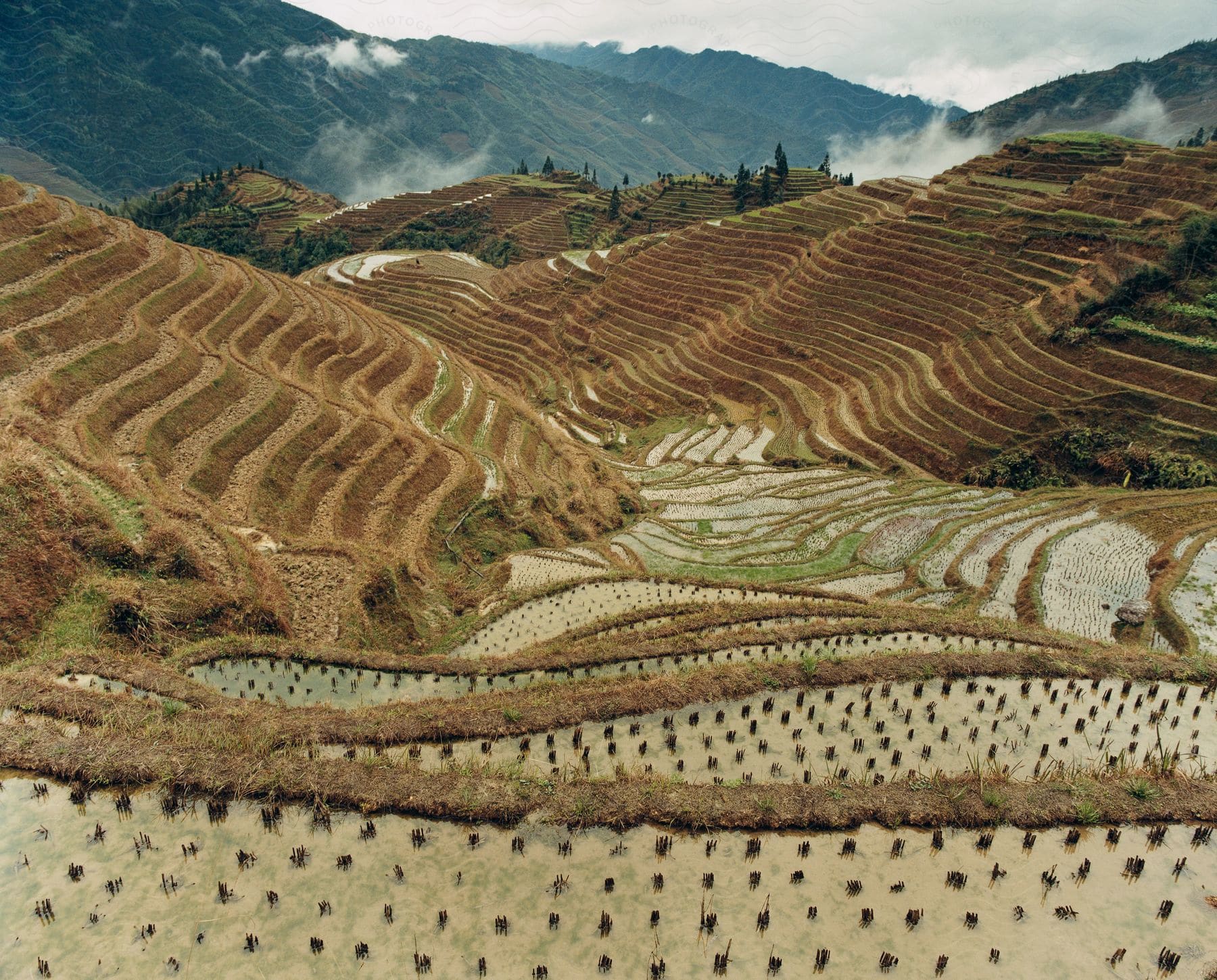 Rows of farmland and orchards near mountains