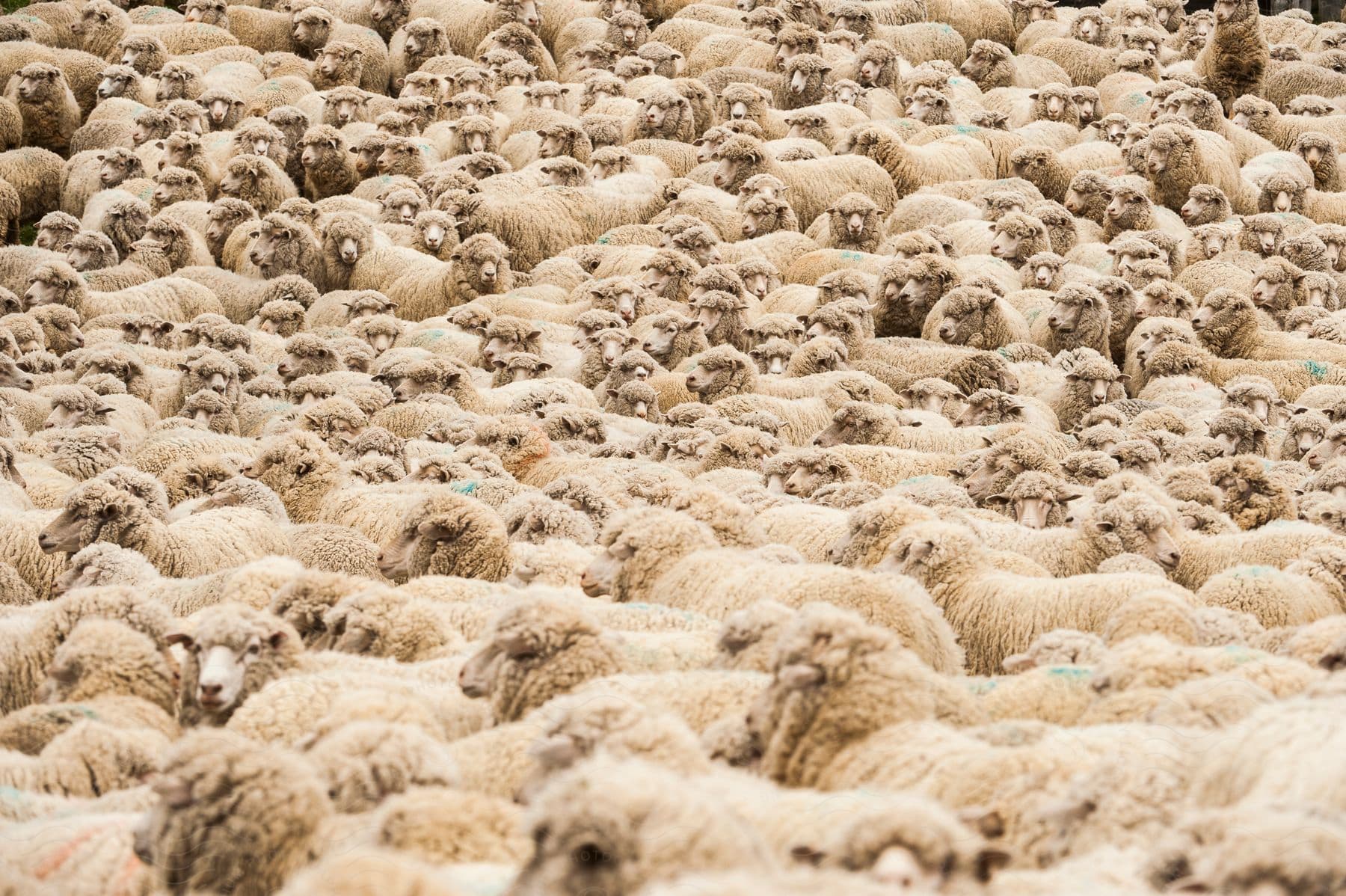 A field filled with hundreds of sheep in an outdoor setting during the day