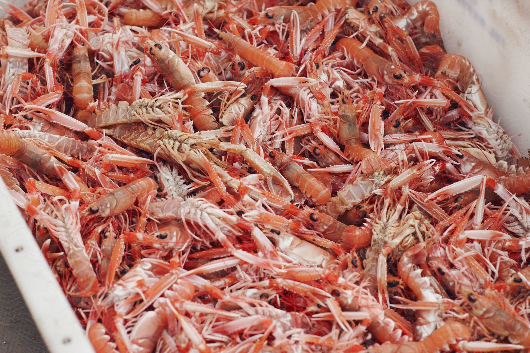 A shrimp in a large container shortly after being caught