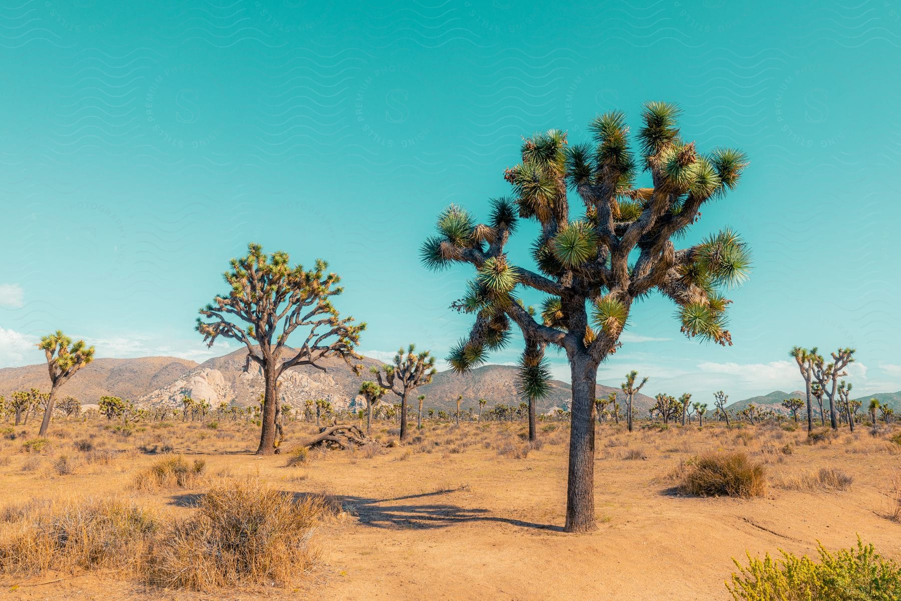Sunlit trees in the desert at joshua tree national park with distant mountains