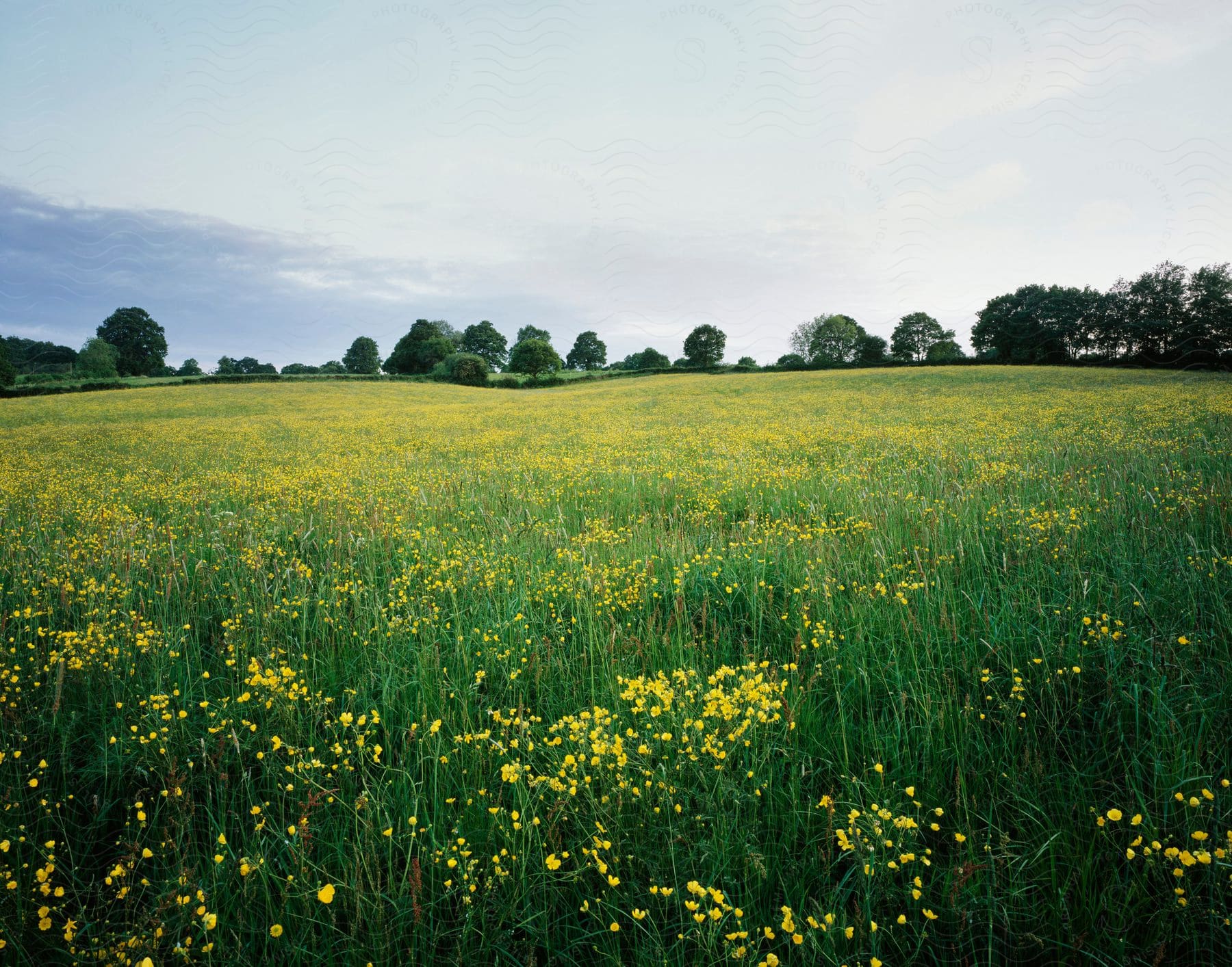 A field of flowers in green and yellow