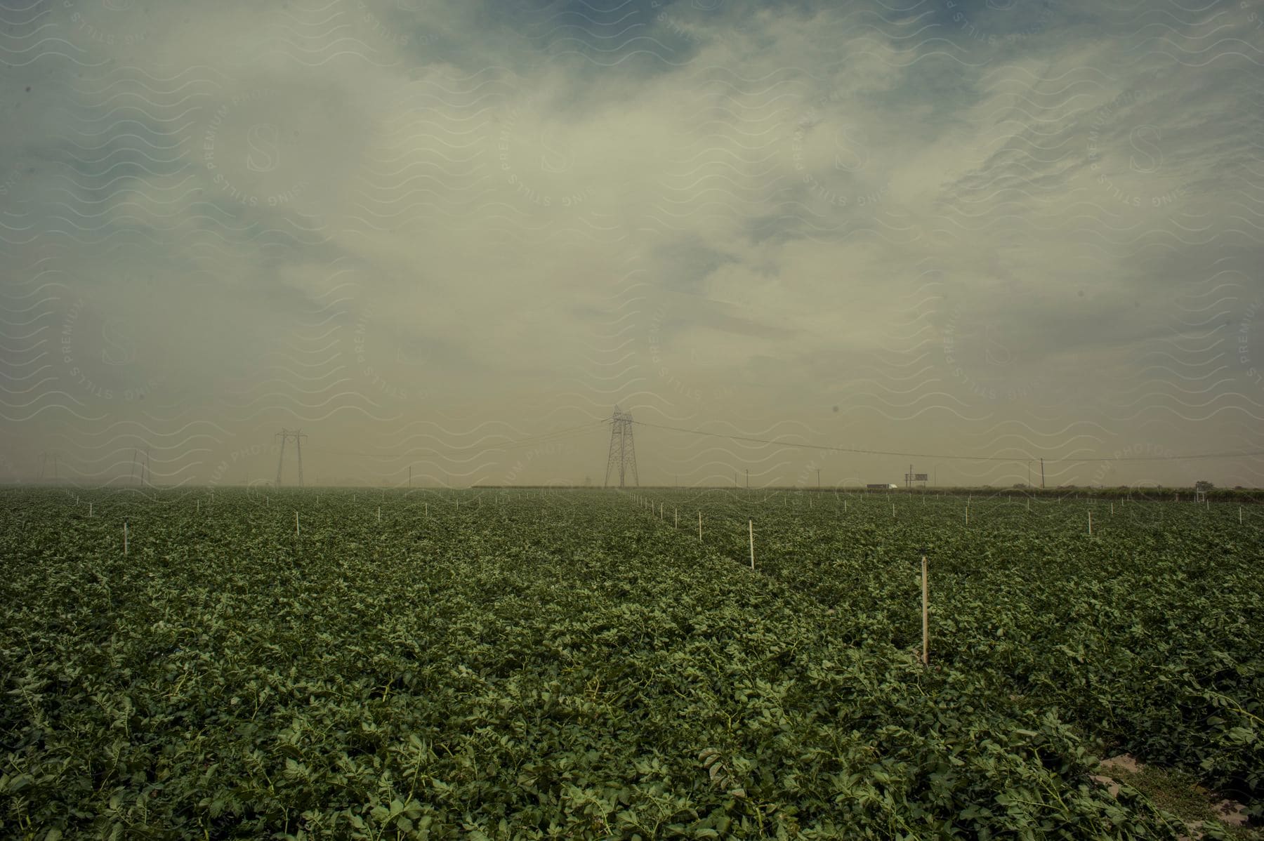 Rural landscape with plantation and tower on the horizon