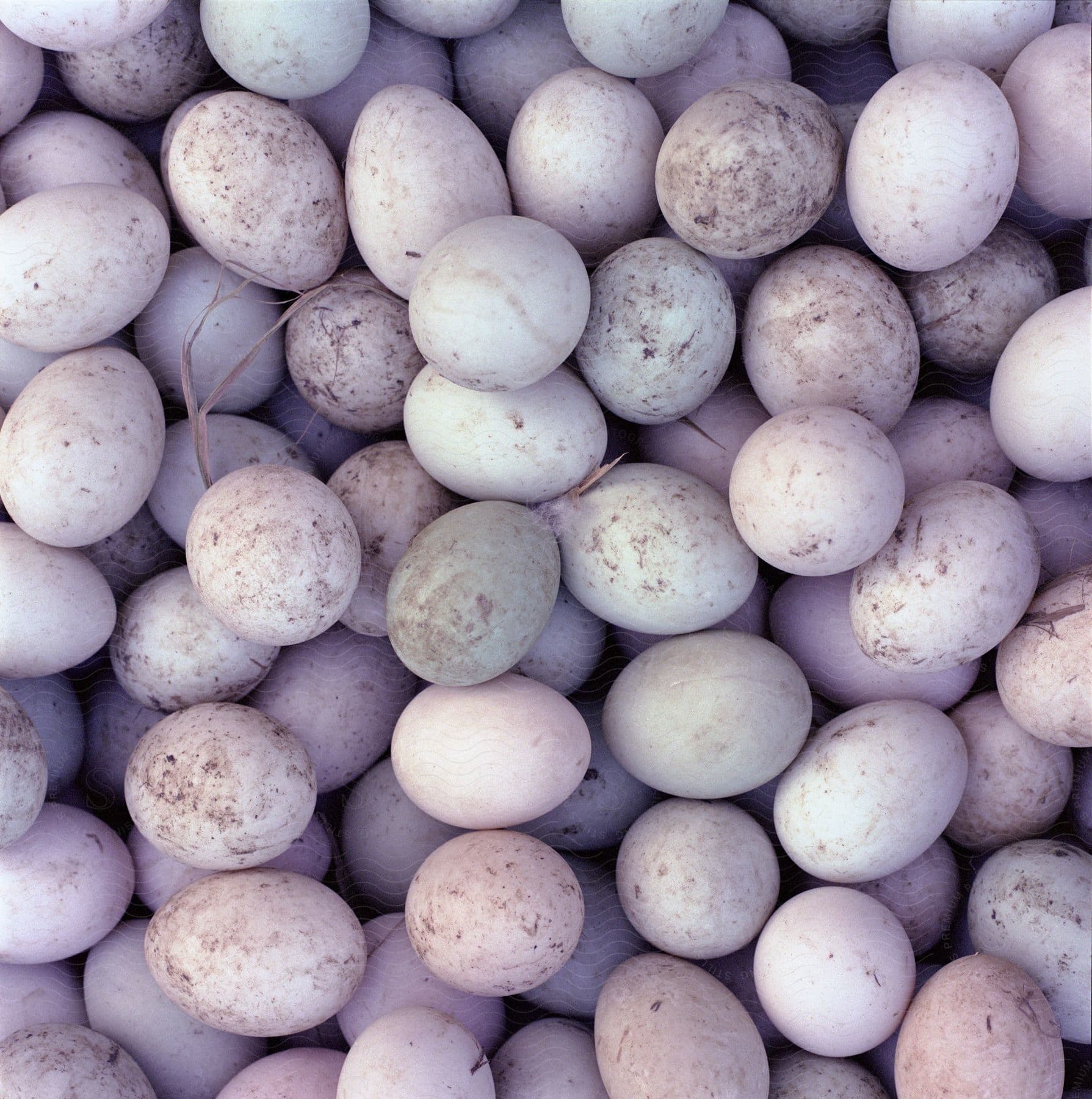 White egg on a neutral background