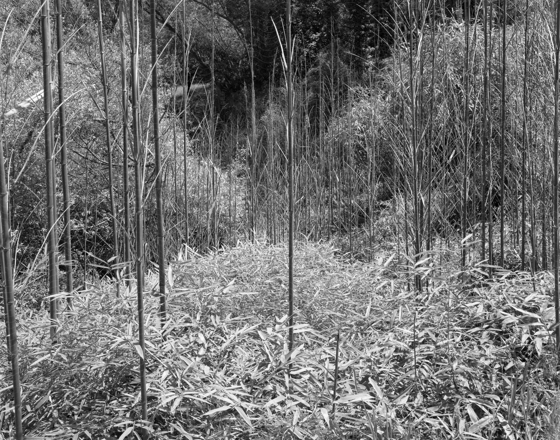 Young trees in a forest