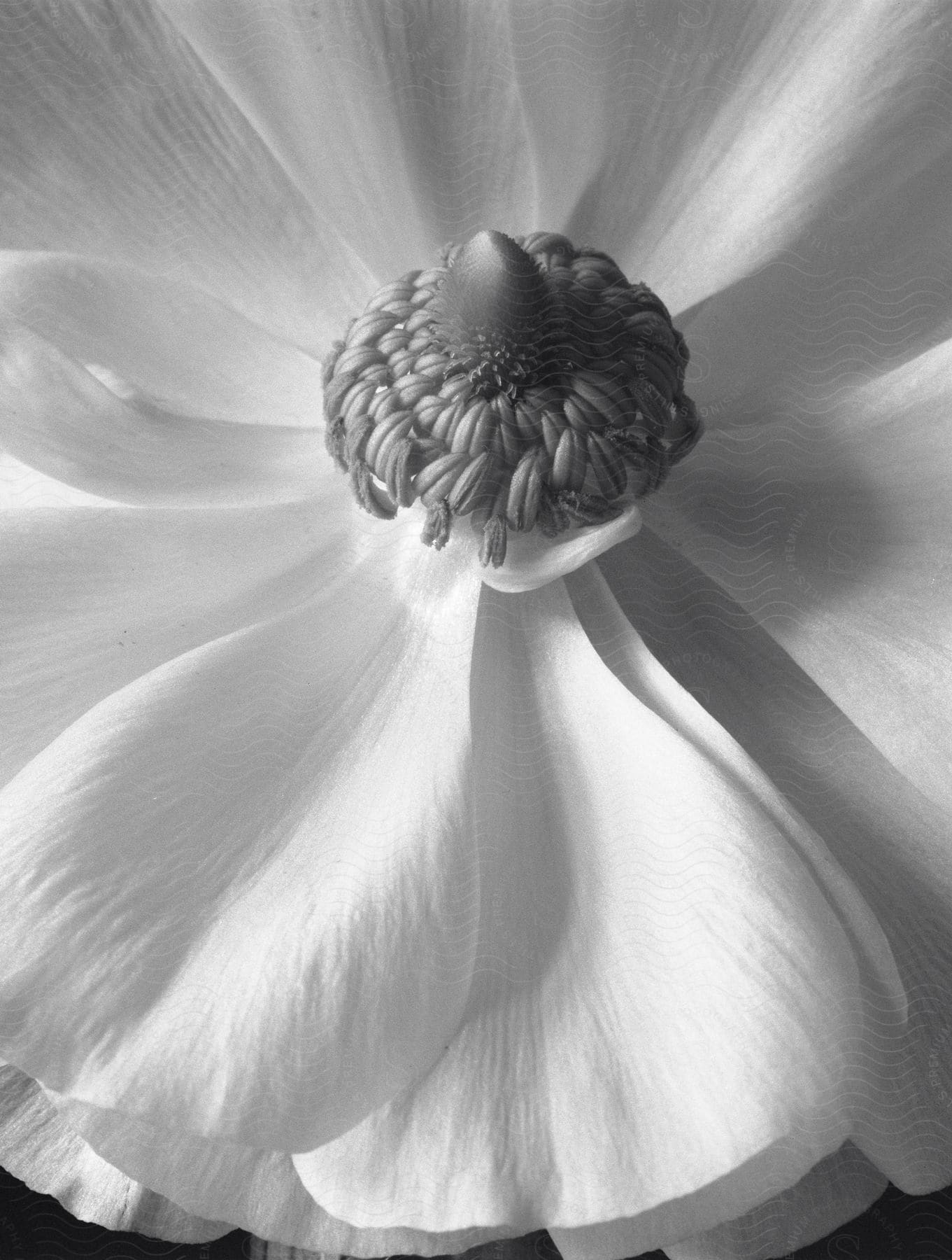 A highly magnified large white flower showing detailed petals and center
