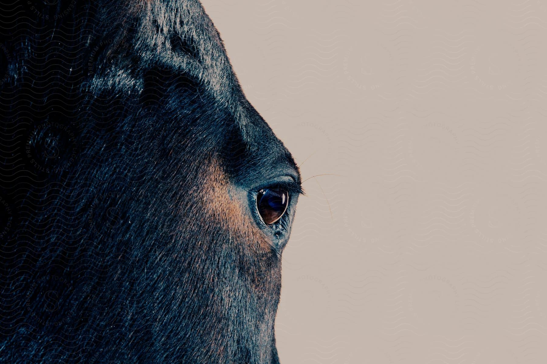 Closeup of an animals eye possibly belonging to a cow ox or horse