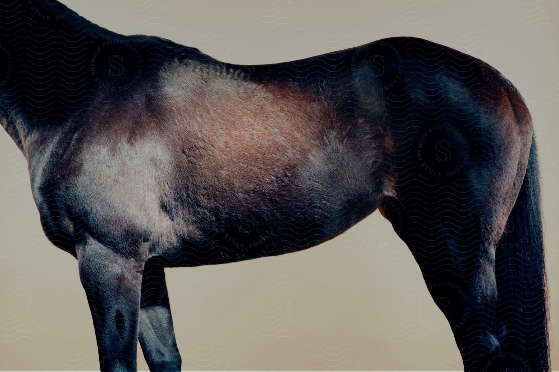 A brown horses side profile with fur