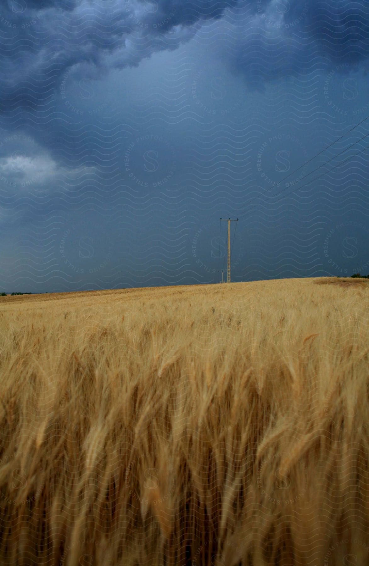 Utility pole in a golden wheat field under a dark clouded night sky