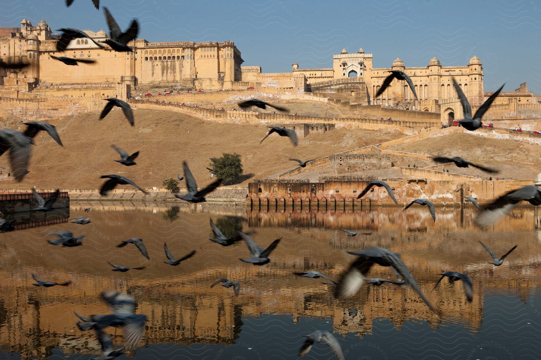 Water reflects fortress on hill and flock of flying birds