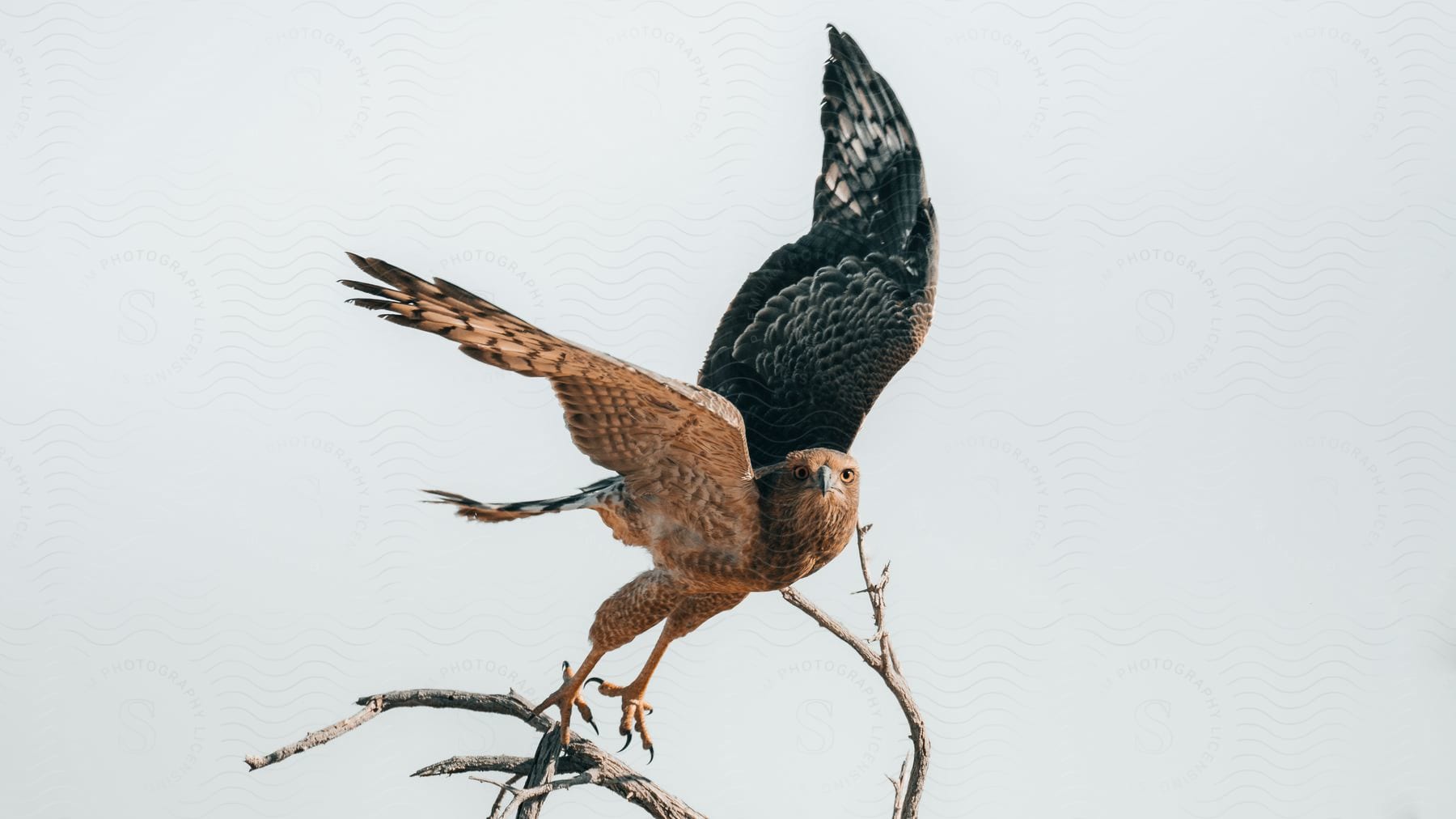 Falcon landing or taking flight from a branch of a leafless tree