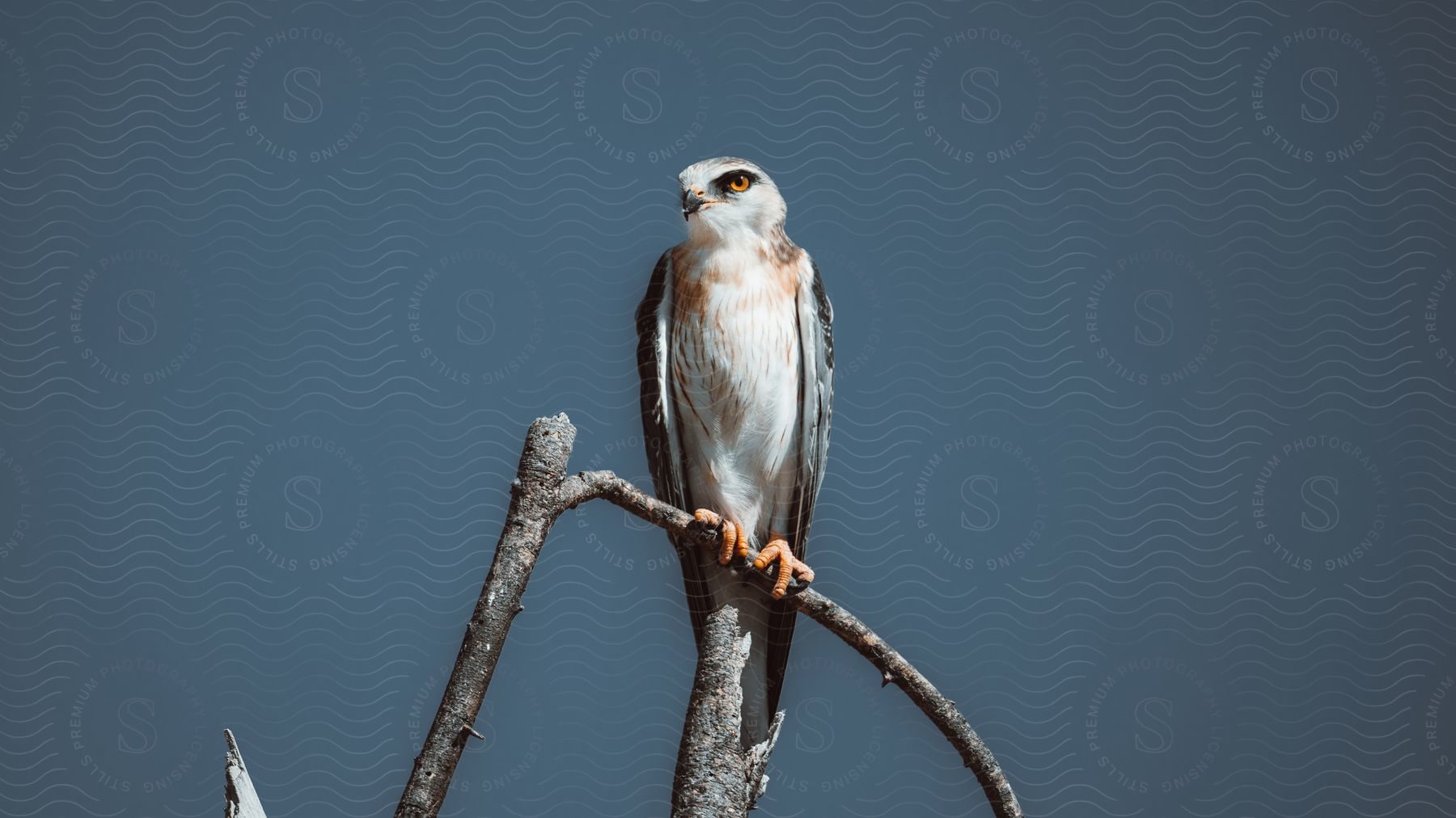 A bird perched on a tree branch in an outdoor setting during the day