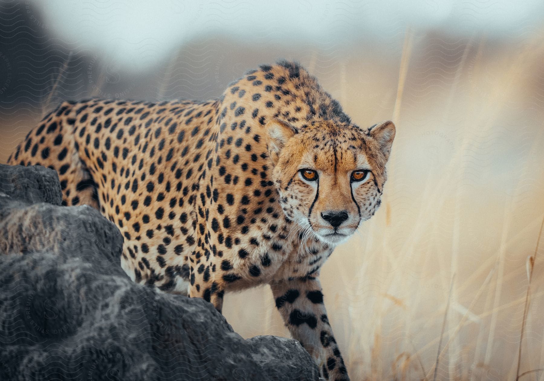 A leopard walks near rocks looking ahead