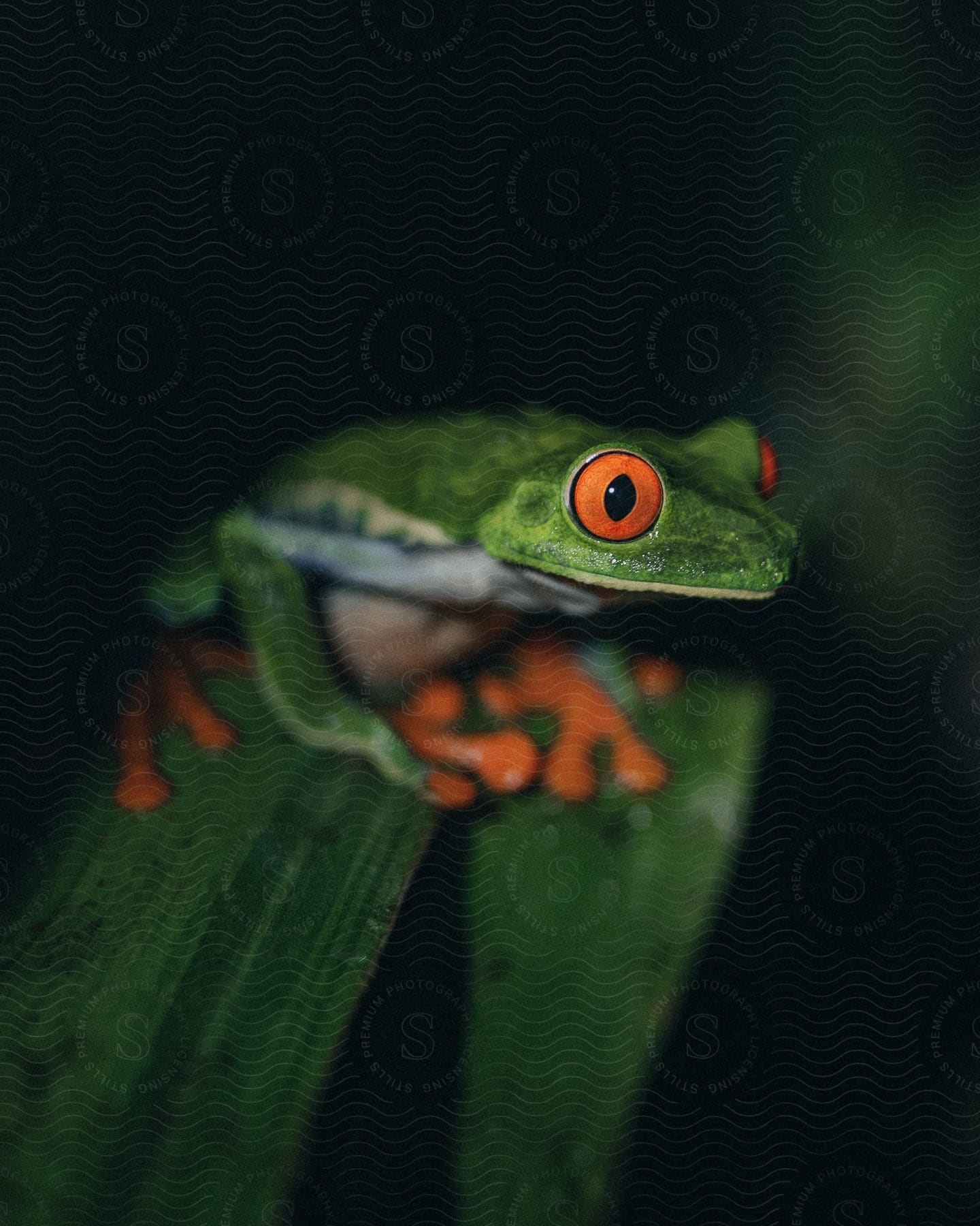 Stock photo of a redeyed tree frog perched on a green leaf in nature