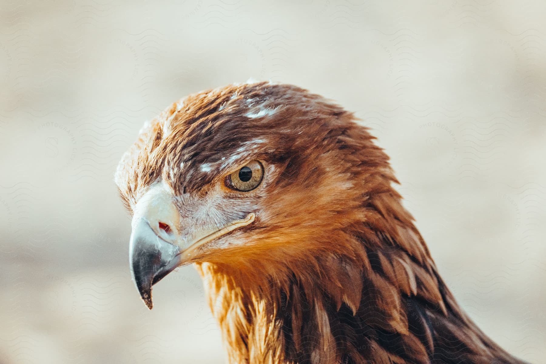 A bird with a neutral expression and sharp beak