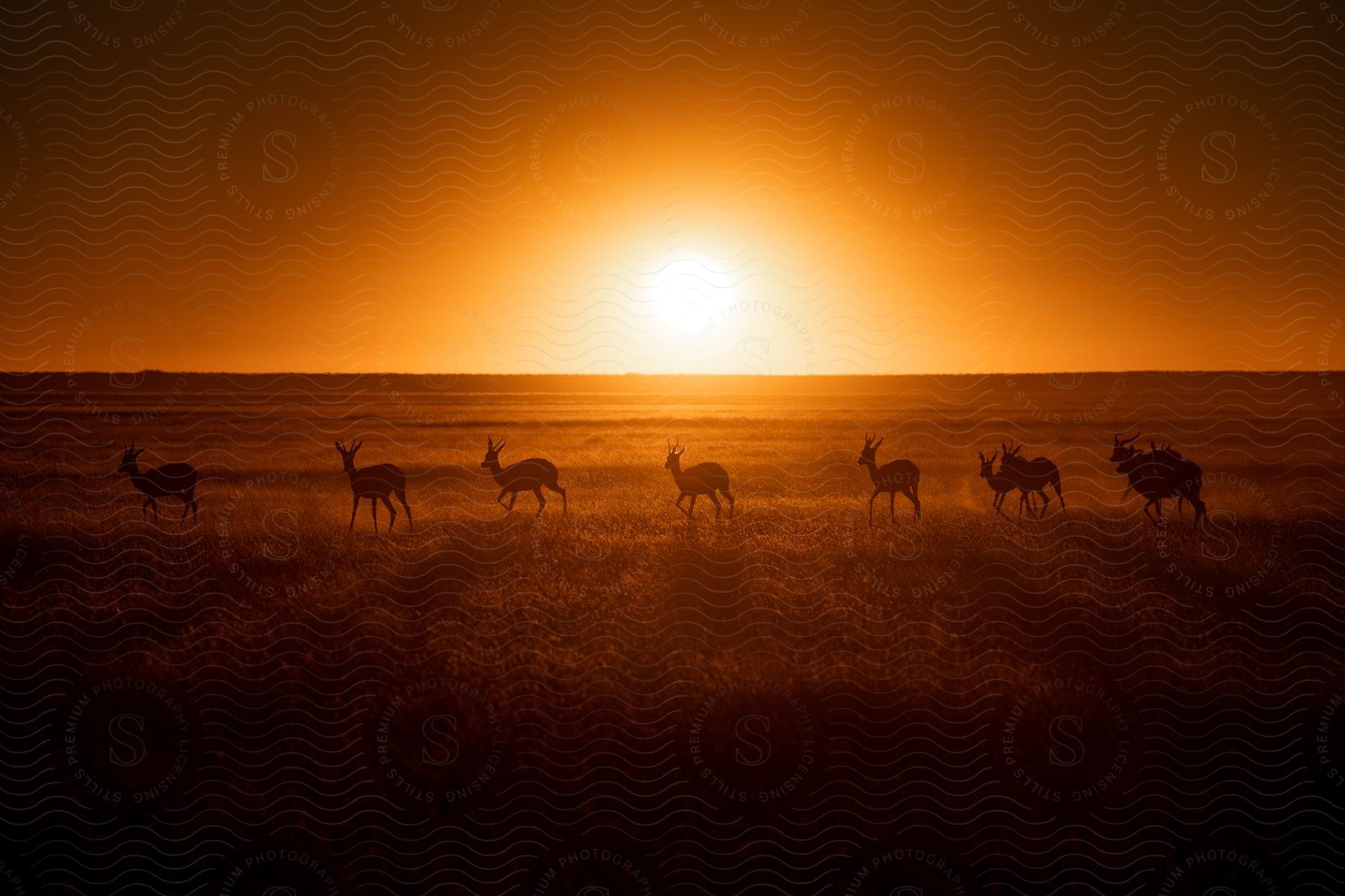 Safari animals walking together during sunset in a grassy plain