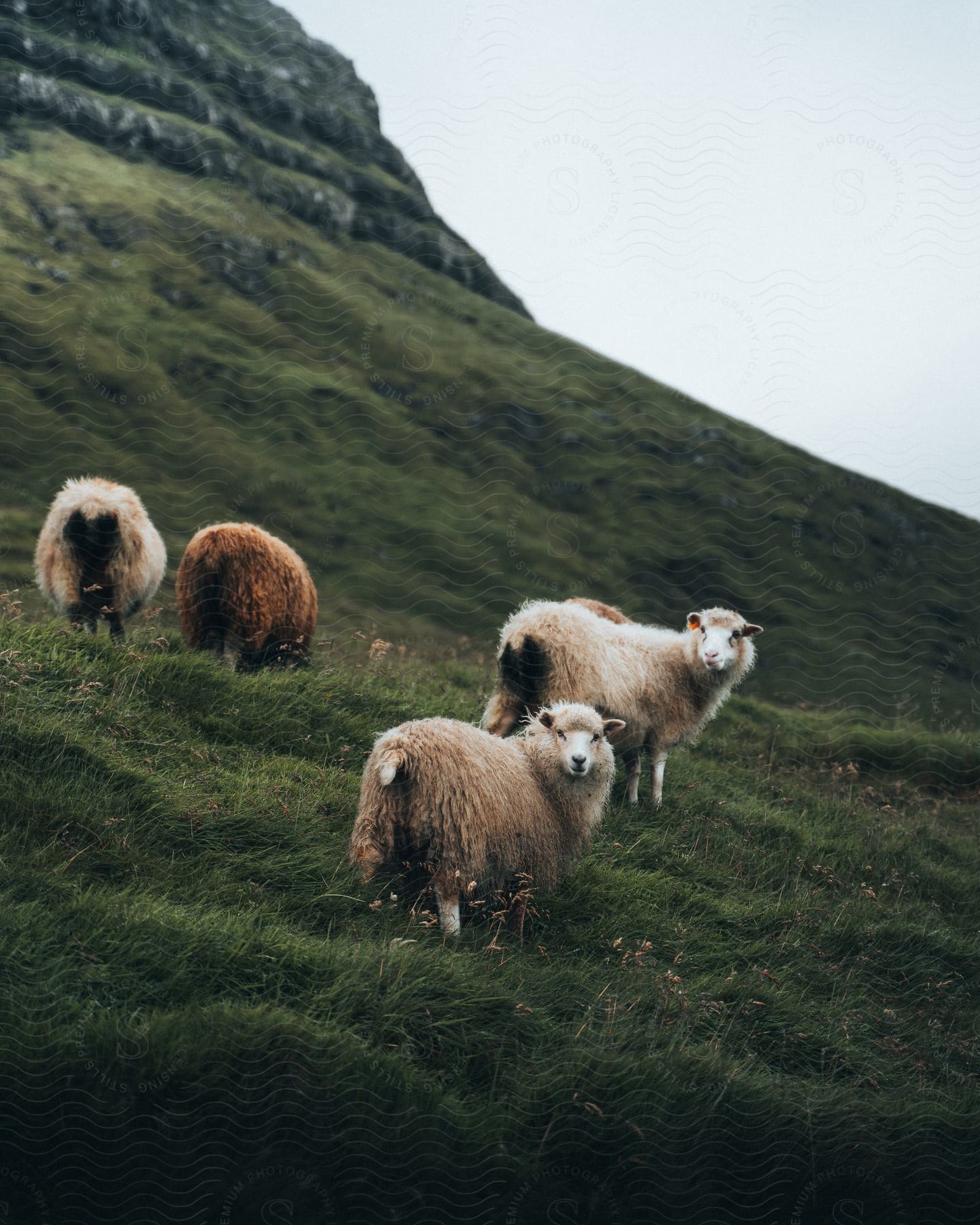 Sheep peacefully graze on lush grass amidst majestic mountains