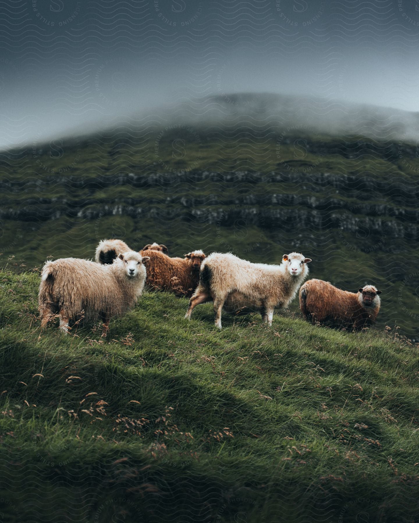 Sheep grazing in a rural countryside field