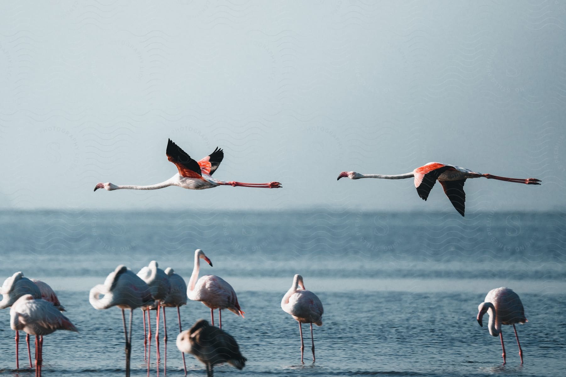 A group of birds flying over the ocean at the beach