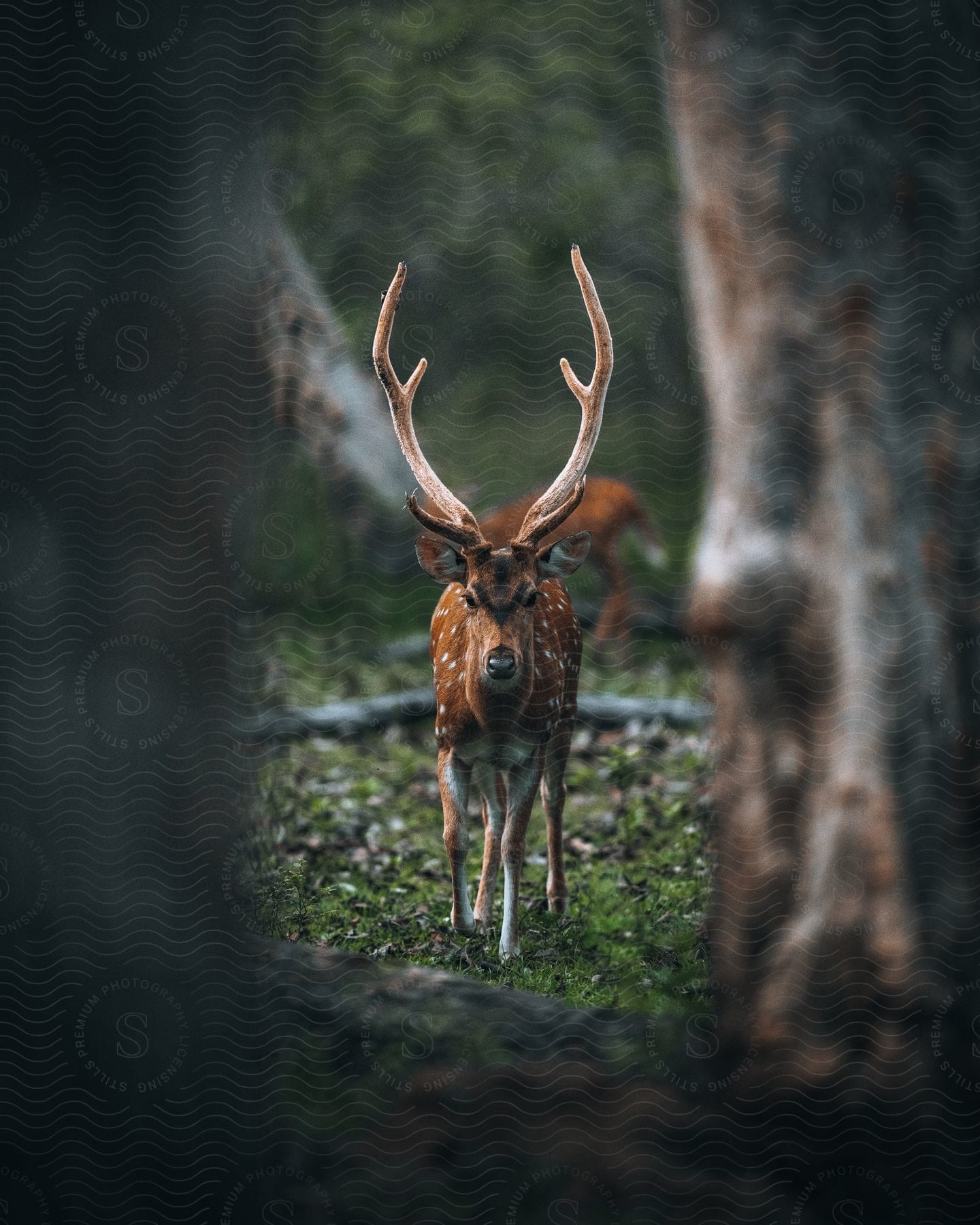 A male mature deer with long horns stares at the camera in the forest