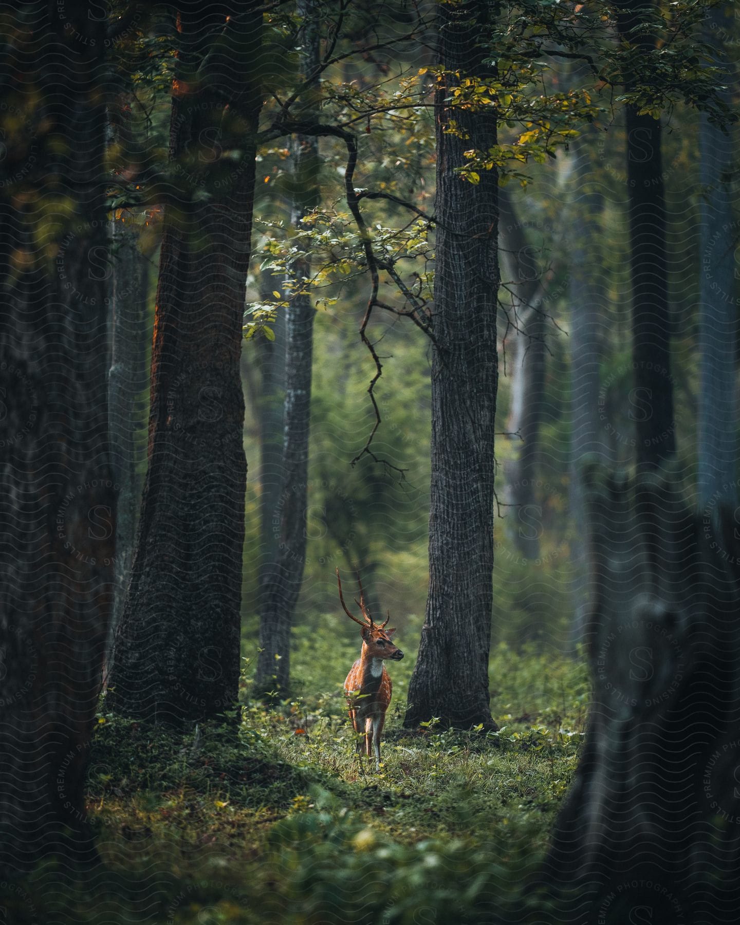 A deer pauses while walking near trees in the forest