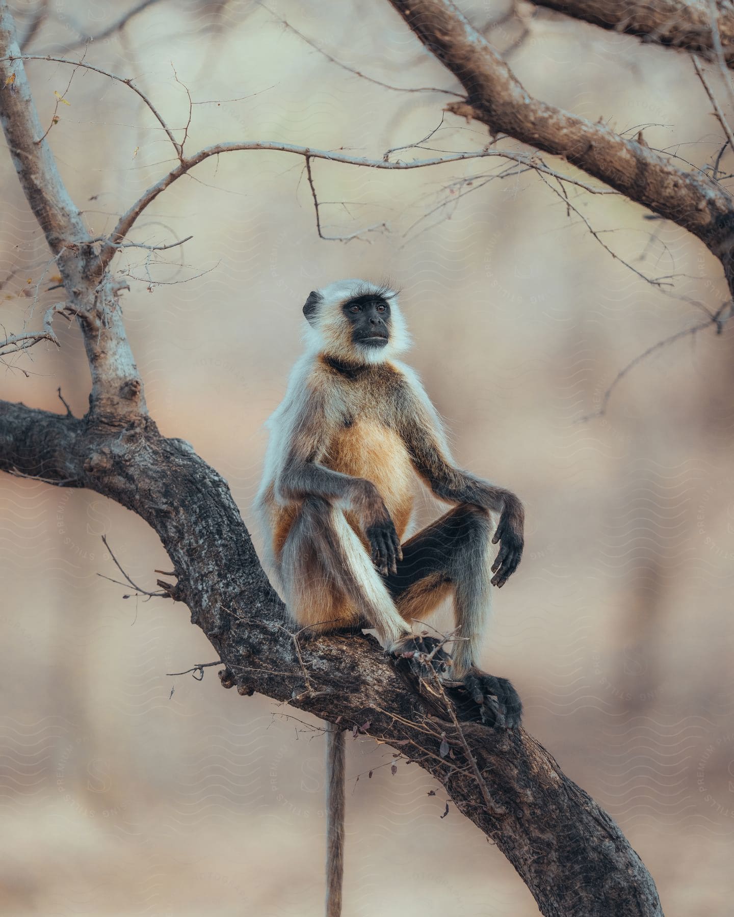 A langur monkey sitting on a branch with arms resting on knees