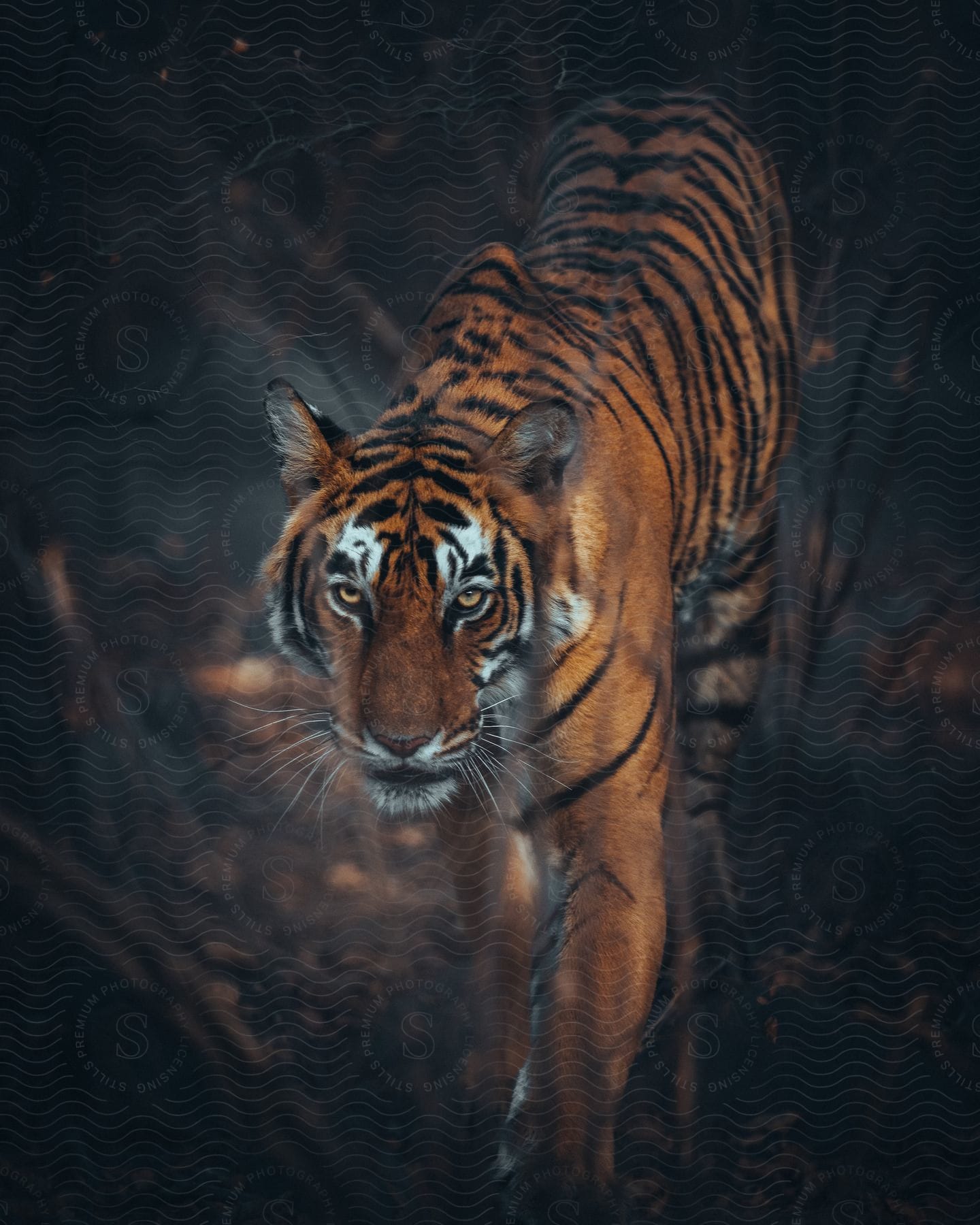 Solitary tiger with intense expression and piercing eyes stands tall exuding power and dominance