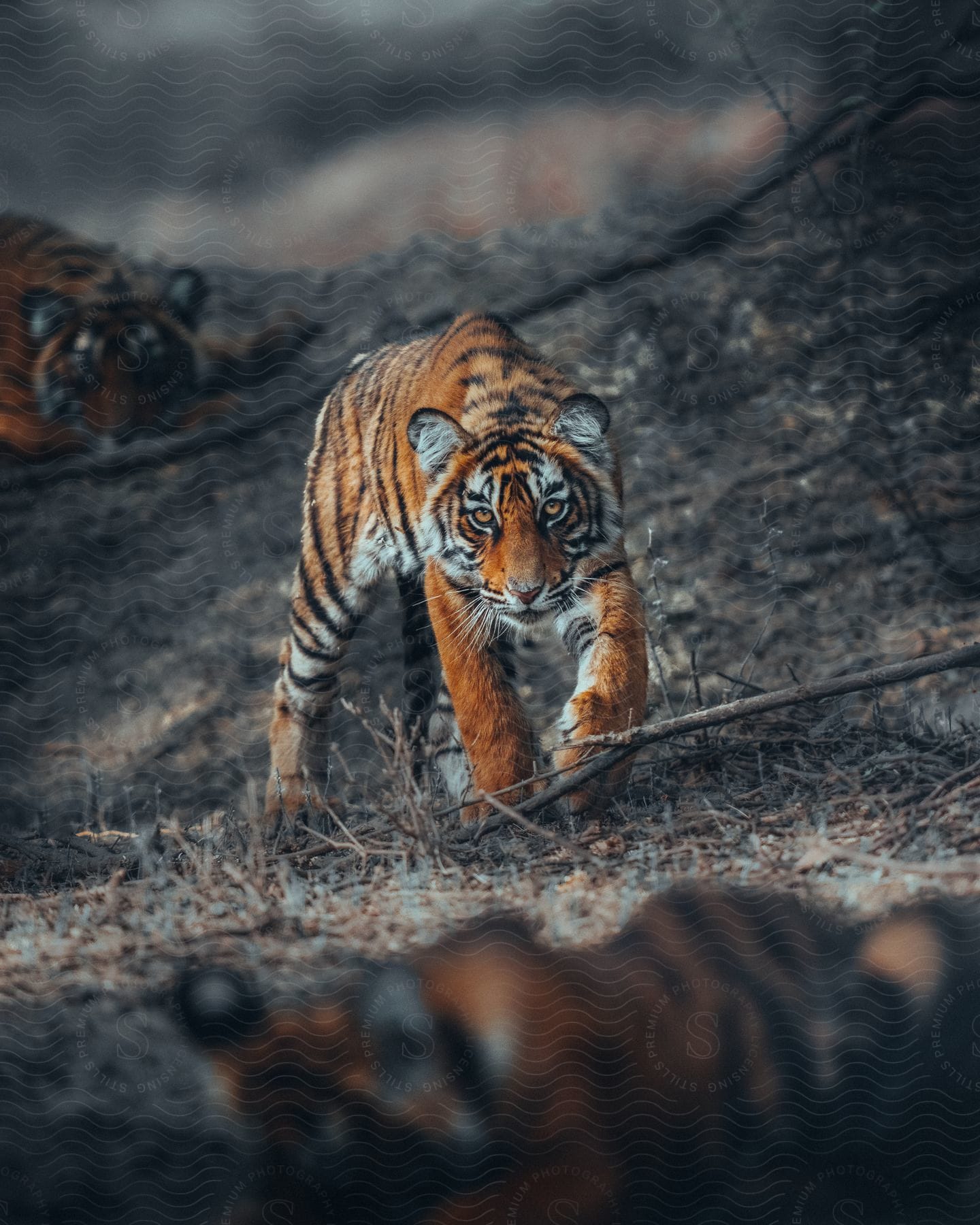 A tiger stalks across a hillside while other tigers rest in the foreground and background