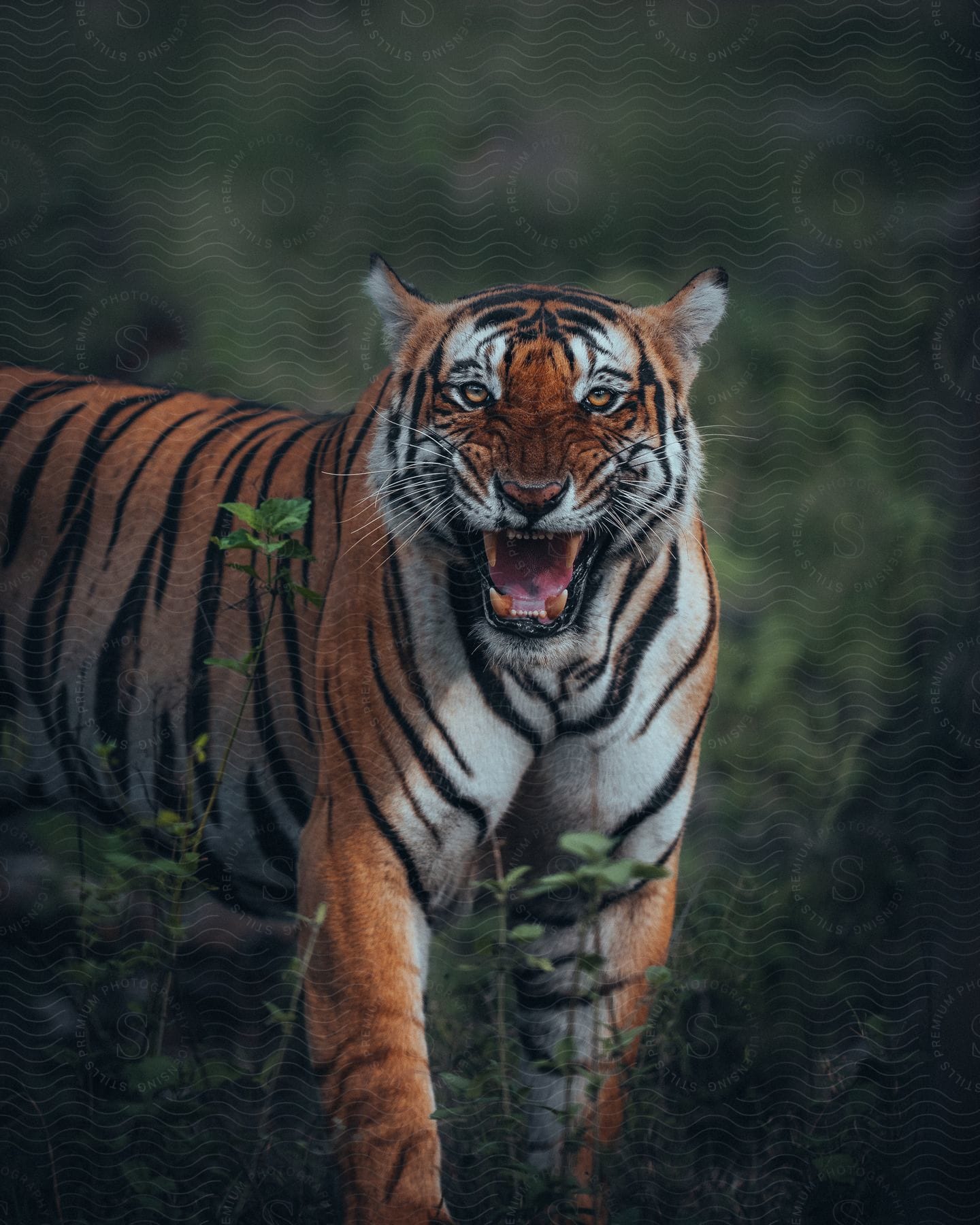 A bengal tiger stands near a tree with its mouth open looking ahead in the wilderness
