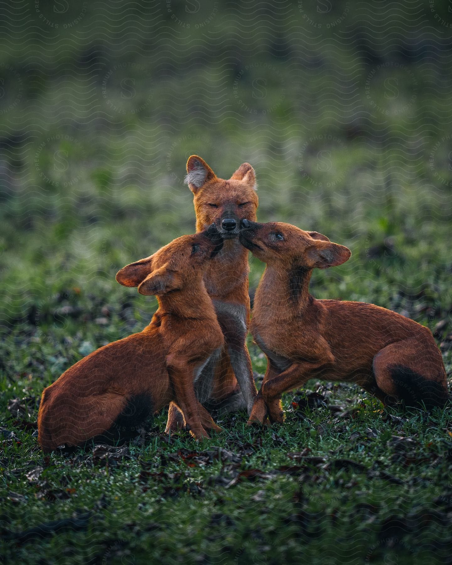 Three dogs sitting in a grass field together