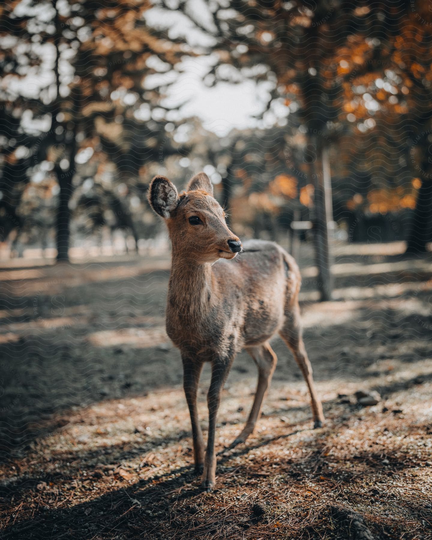 In a dry and barren land a thin and sickly animal stands