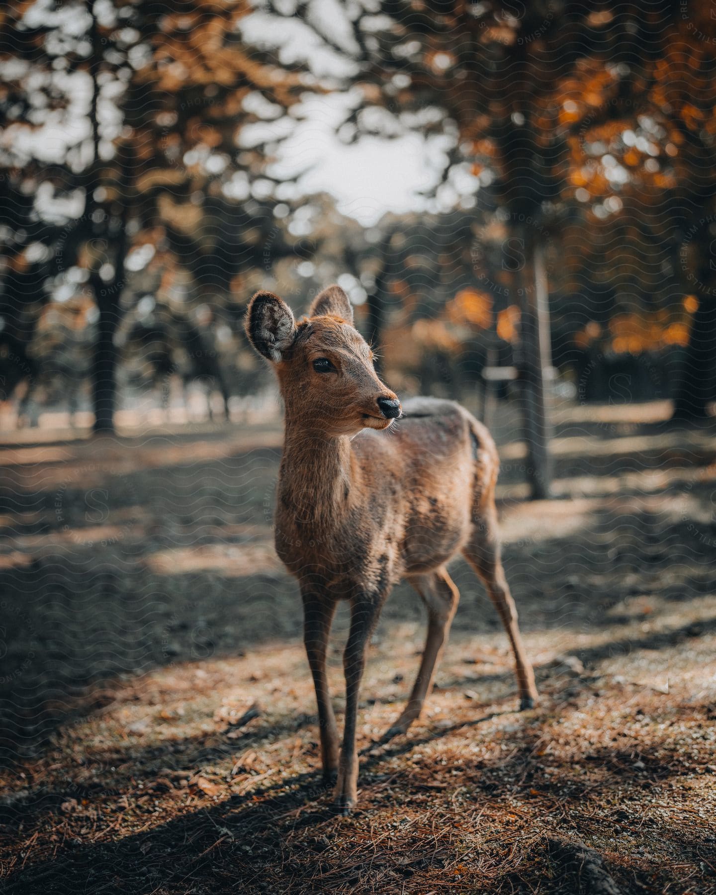 A brown deer fawn standing near trees in a park looking to its side