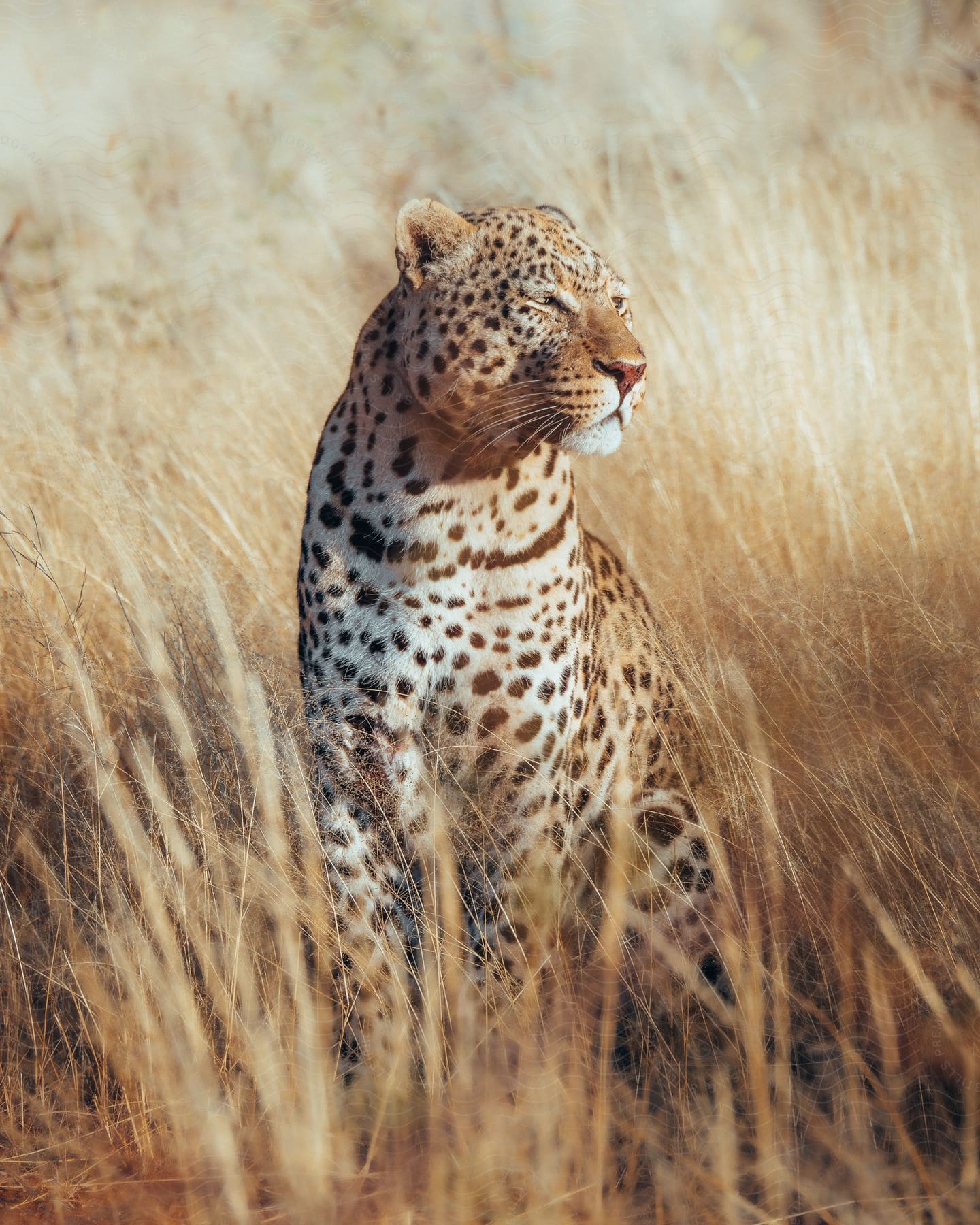 Stock photo of a cheetah in a grassland ecoregion