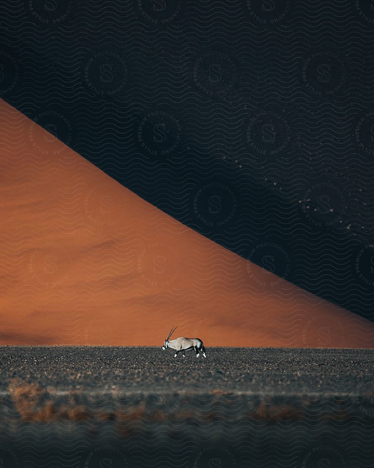 An oryx walking near a large sand dune at evening in the desert