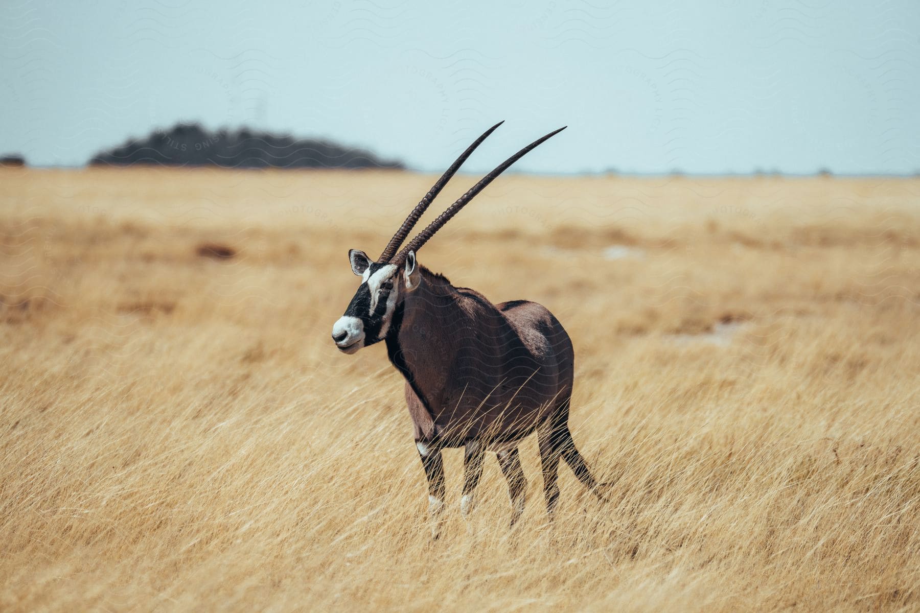 A gazelle stands in a field with its horns high in the air basking in the sunlight