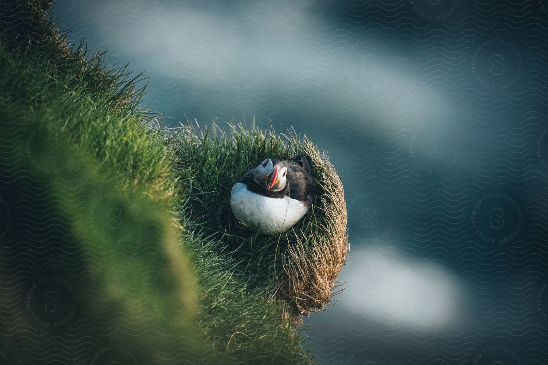 An atlantic puffin perched on a tree branch