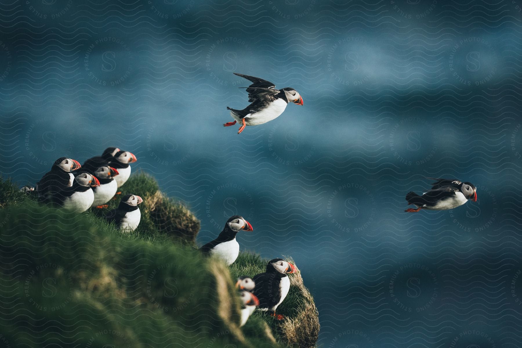 Stock photo of a group of puffins jumping off a cliff