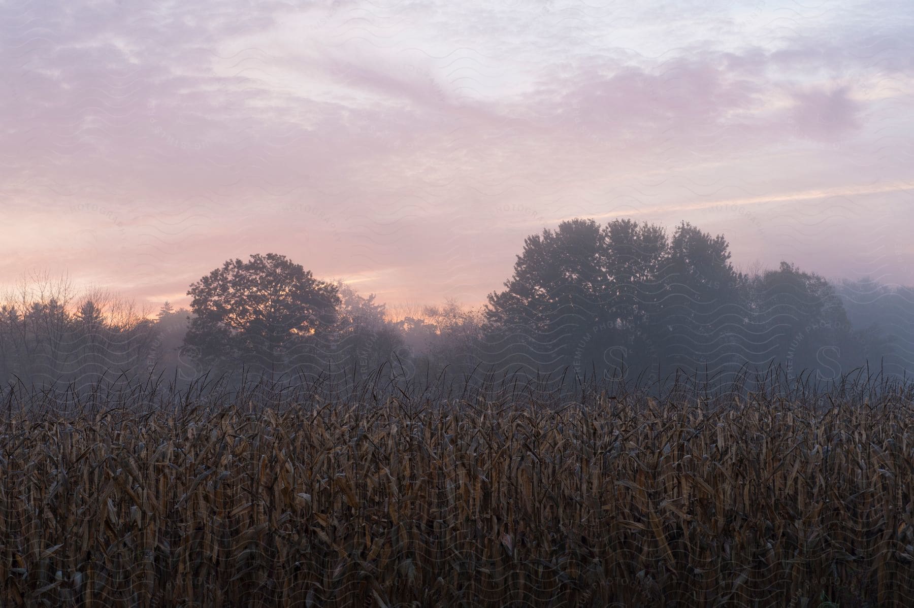 Trees silhouetted against red sky border cornfield on cloudy day