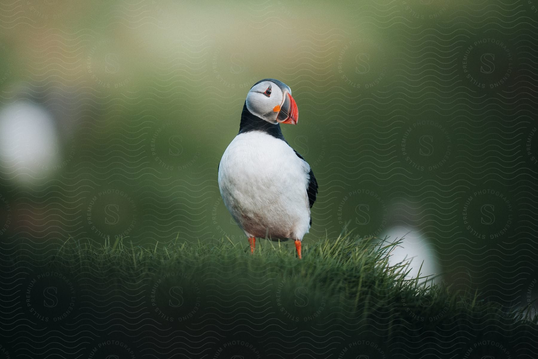 A black and white bird with a colorful bill photographed in an outdoor setting during the day