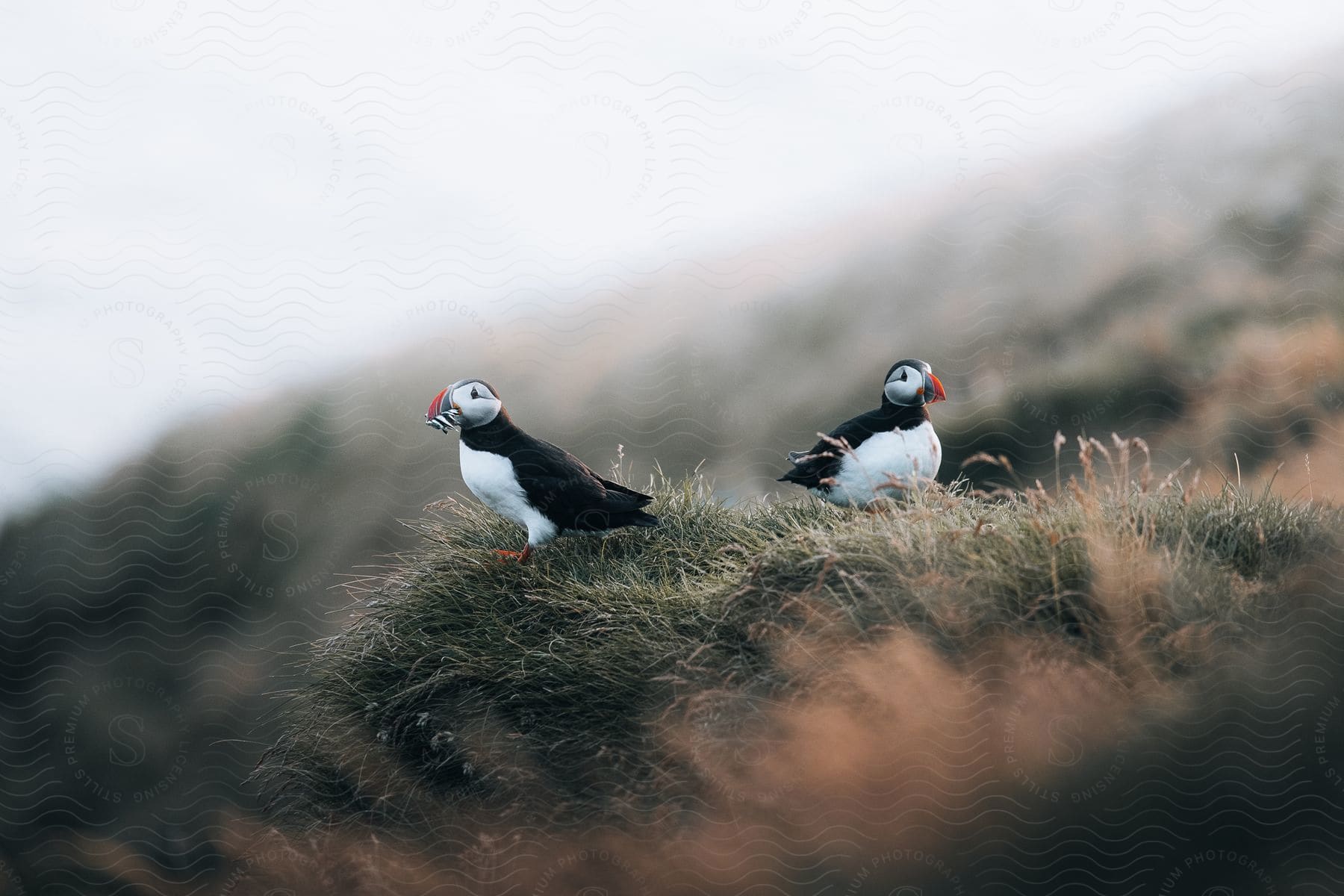 A couple of puffins standing over green grass in the hill