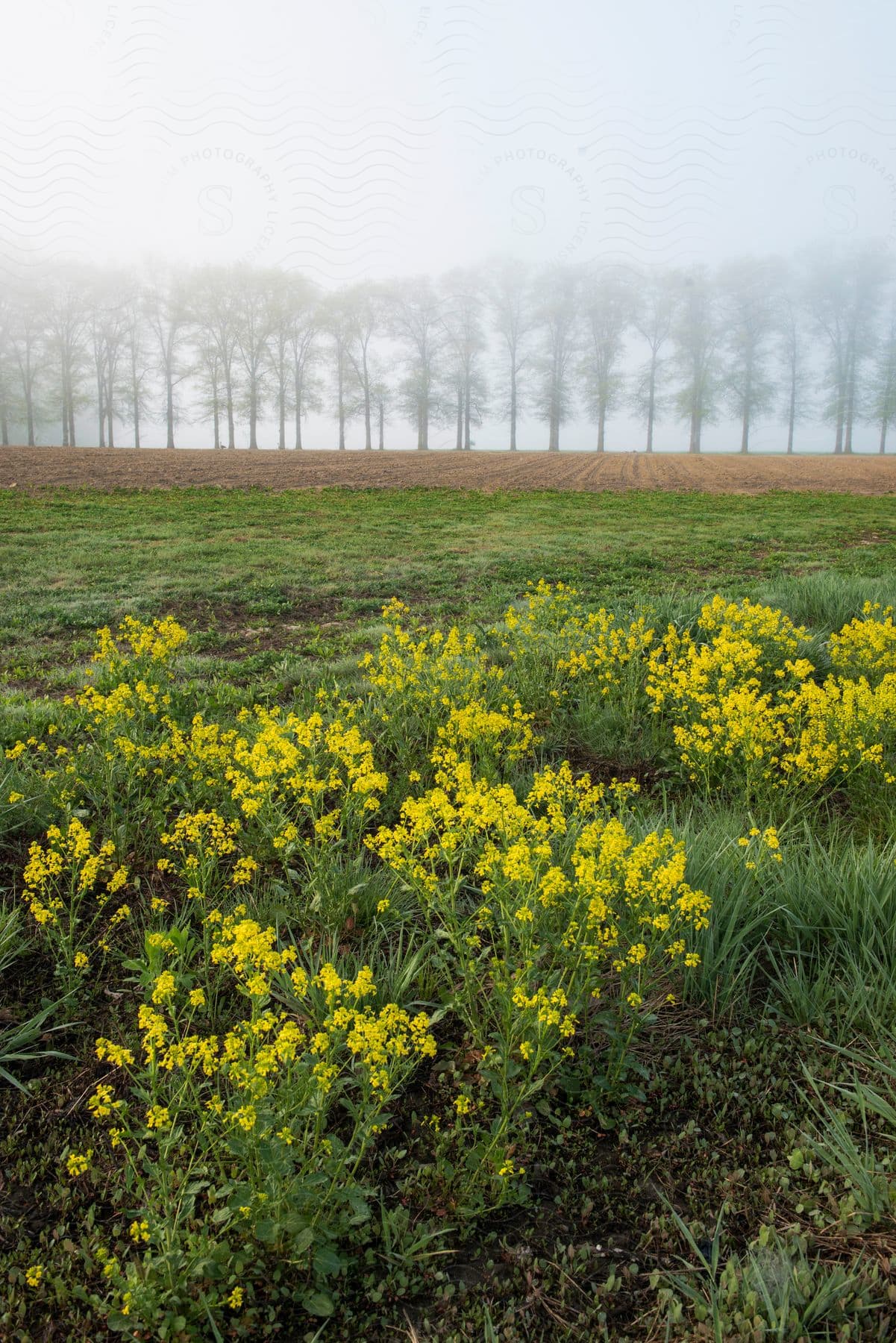 Yellow wildflowers are growing in front of a large farmland thats been plowed