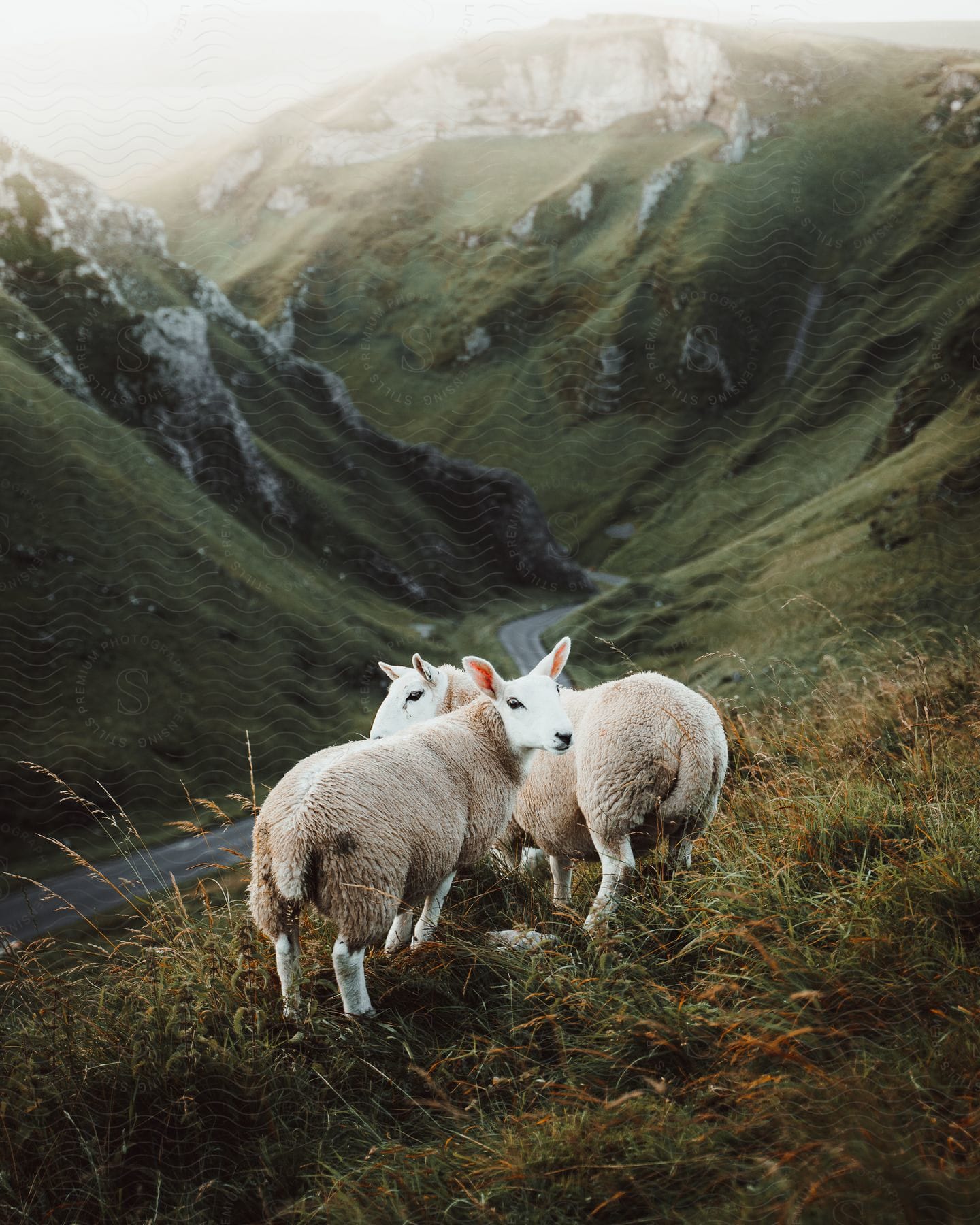 Sheep standing near a road at a hill station