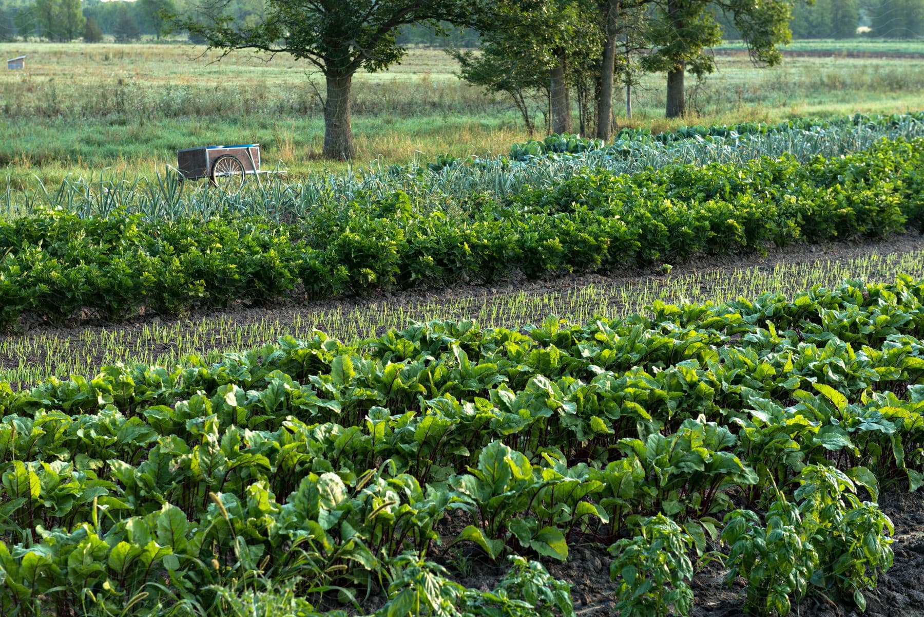 A garden with various fruits and vegetables growing