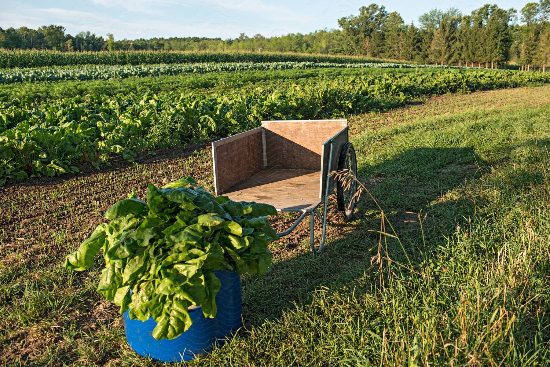 Empty cart next to barrel full of leafy vegetables next to rows of crops on essex farm essex ny