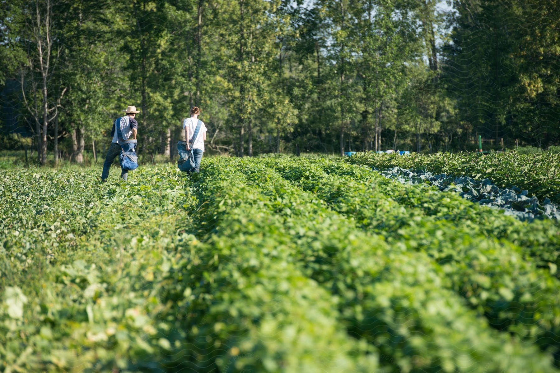 A man and a woman are picking fruits in a garden